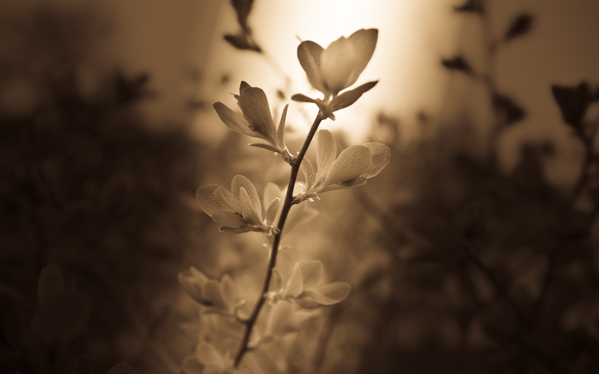Sepia toned close-up of a flowering branch HD Wallpaper