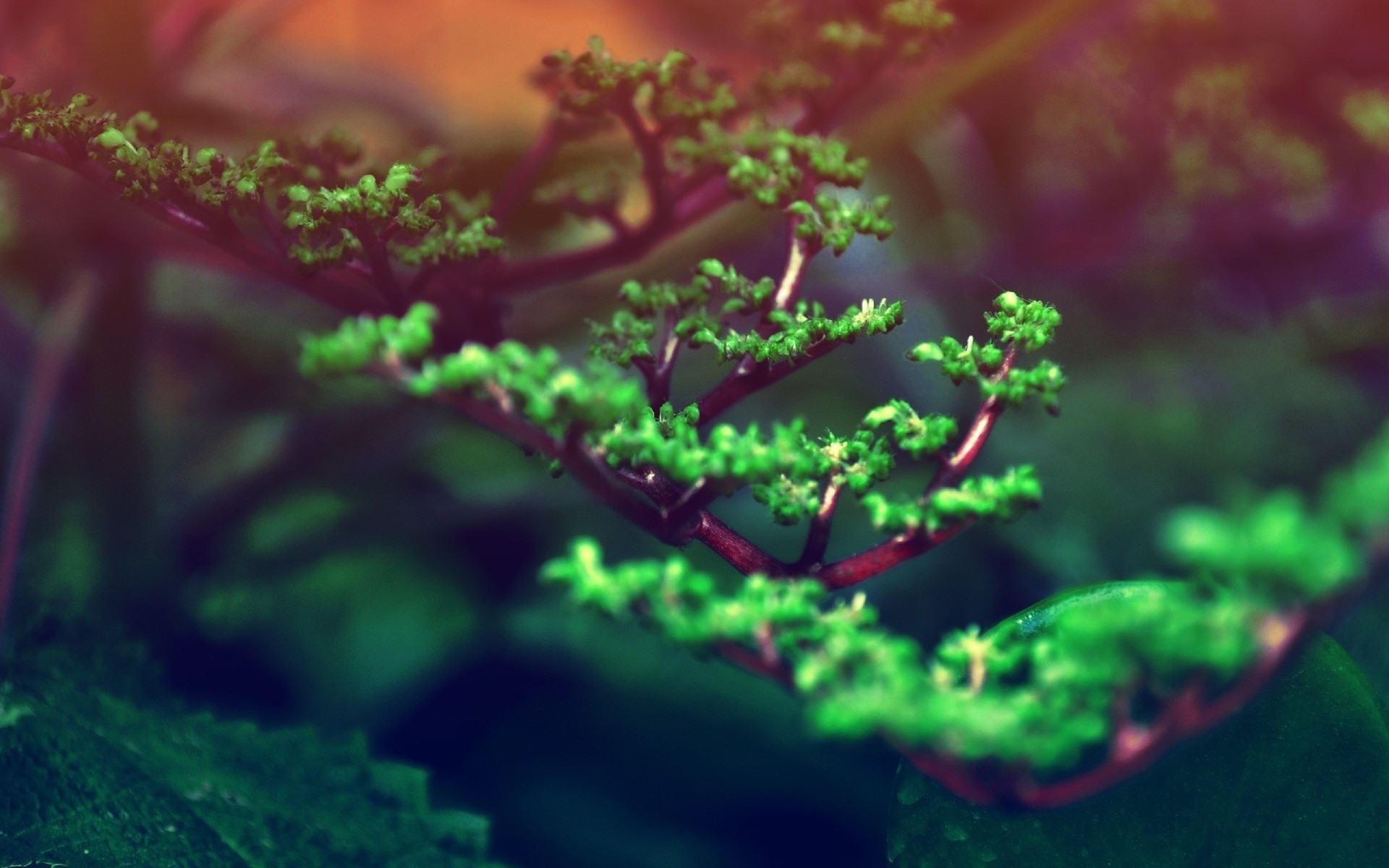 Close-up of a small green plant with red stems HD Wallpaper