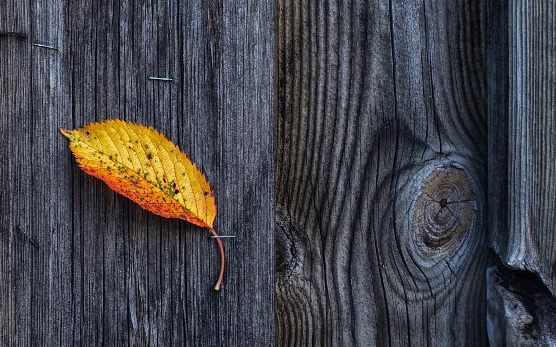 Yellow leaf on weathered wooden planks HD Wallpaper