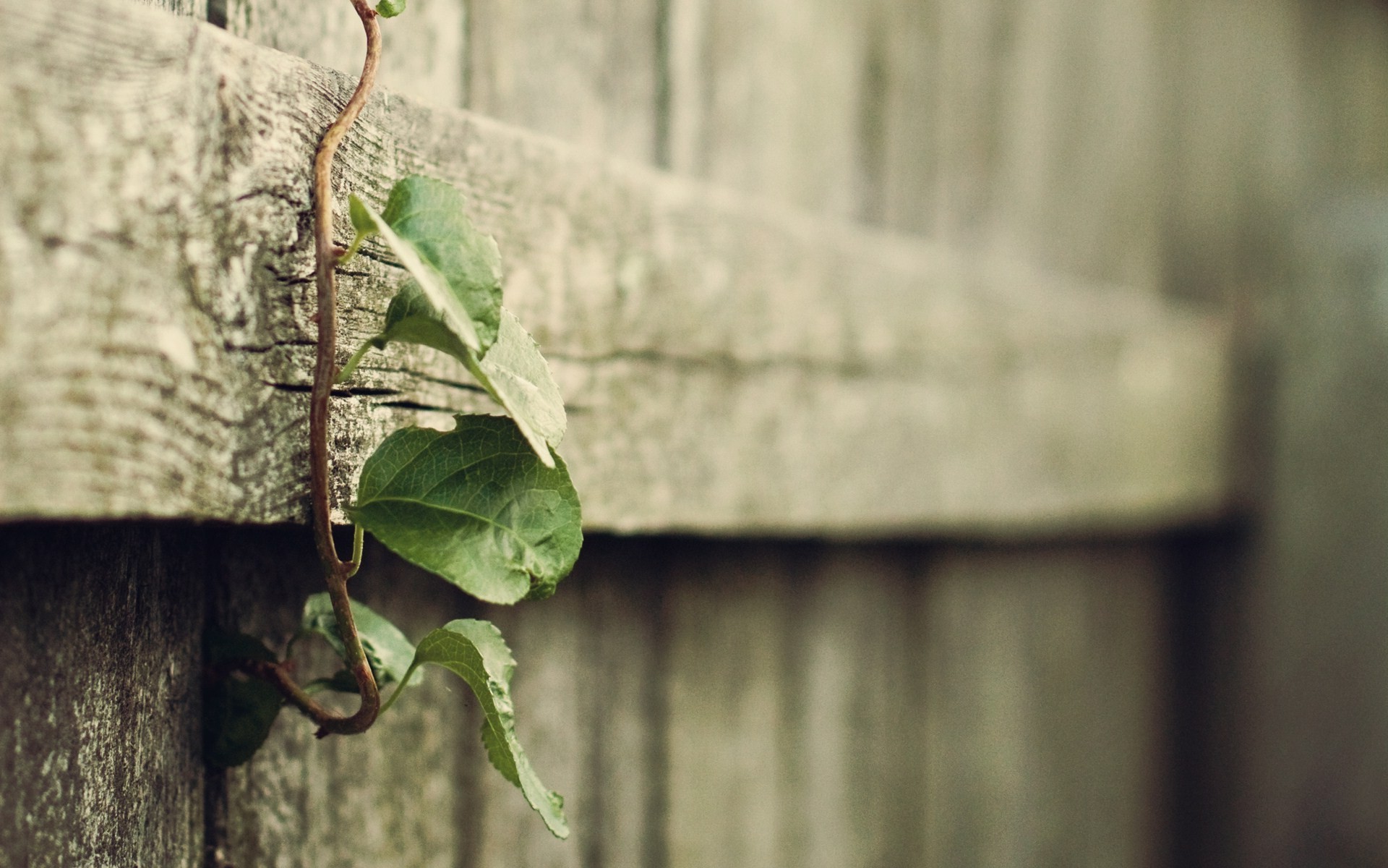 Vine growing on a weathered wooden fence HD Wallpaper