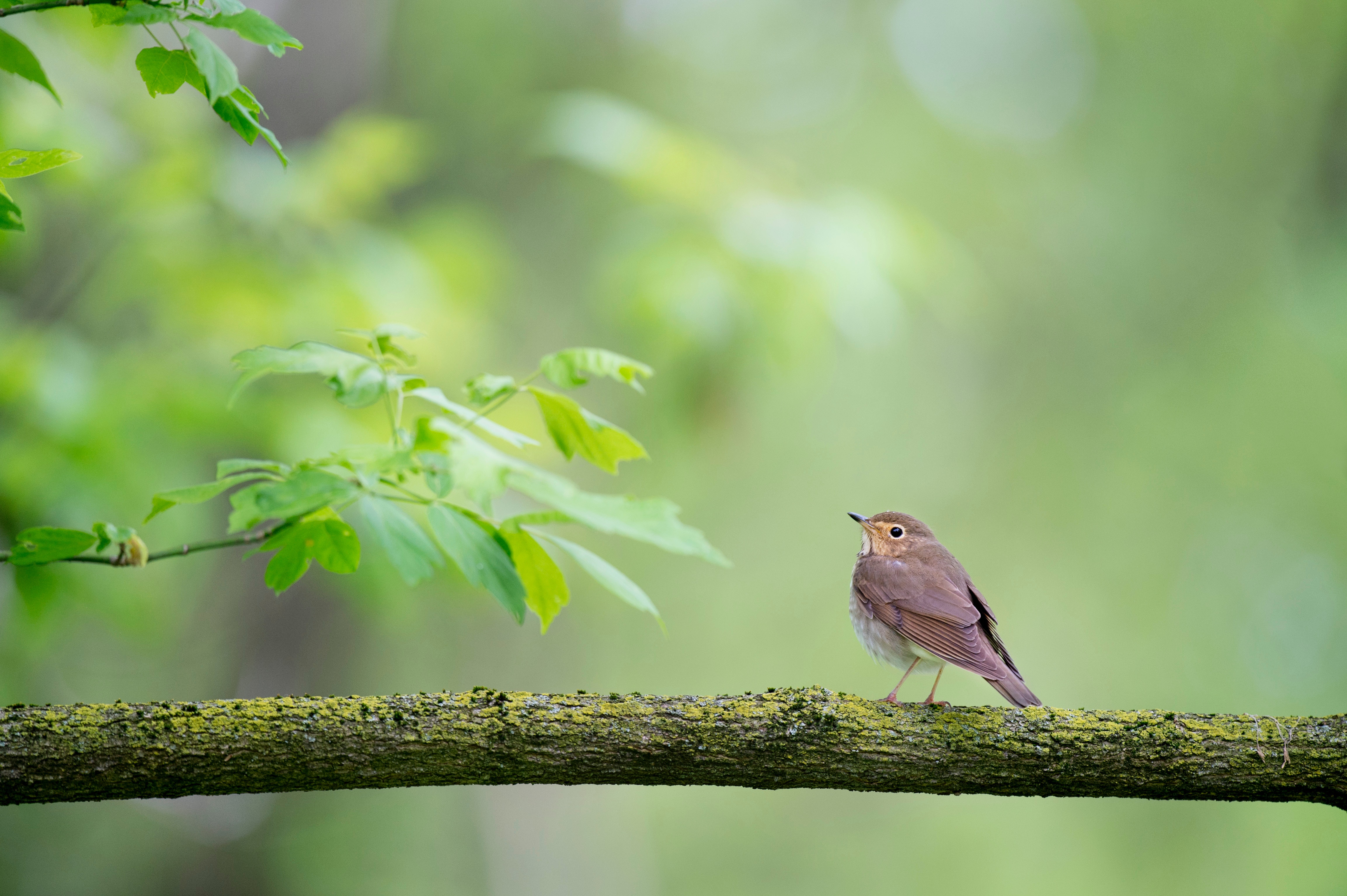 A small brown bird perched on a mossy branch HD Wallpaper