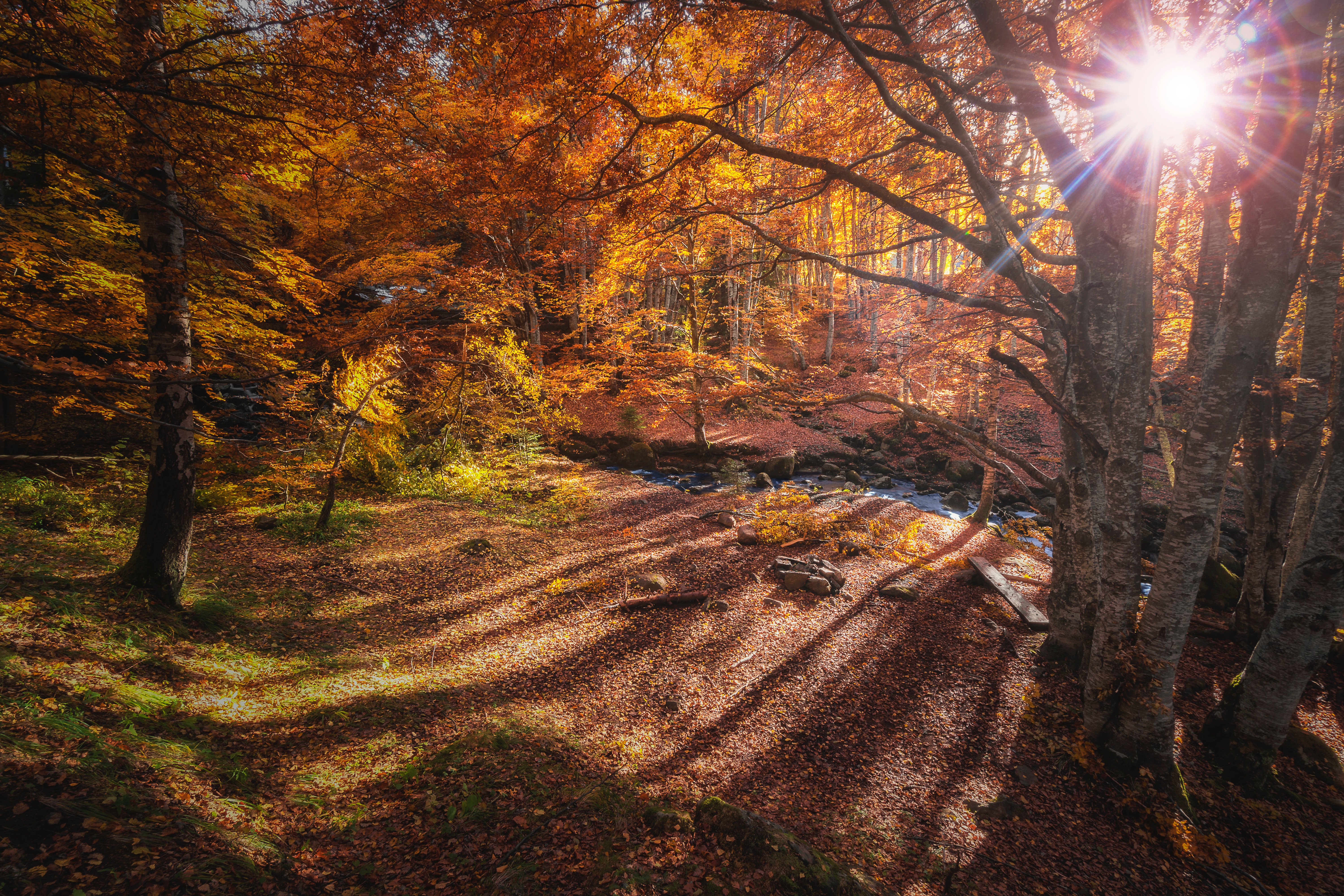 Sunlight filtering through autumn trees in a forest HD Wallpaper
