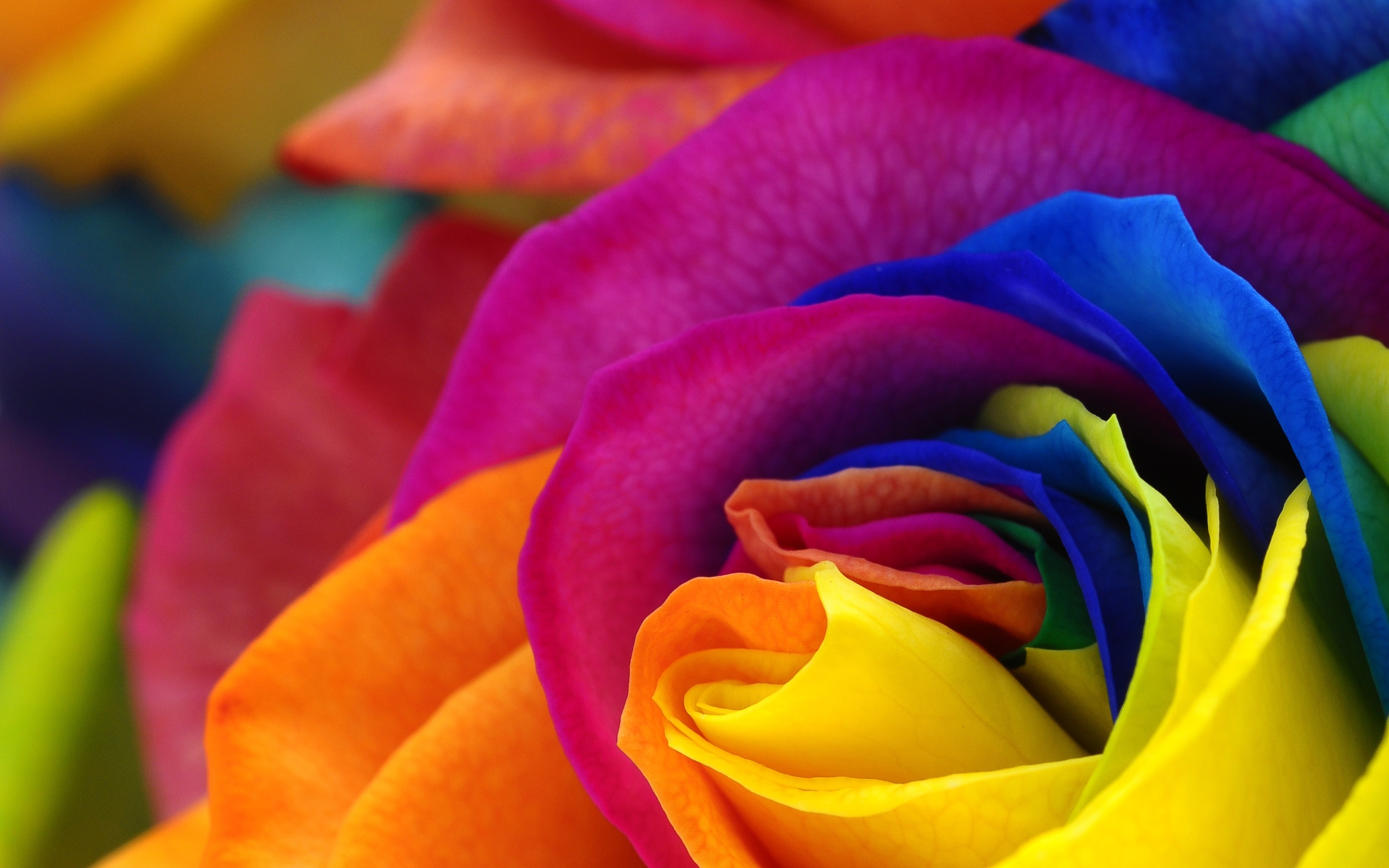 Close-up of a rainbow rose with vibrant petals HD Wallpaper