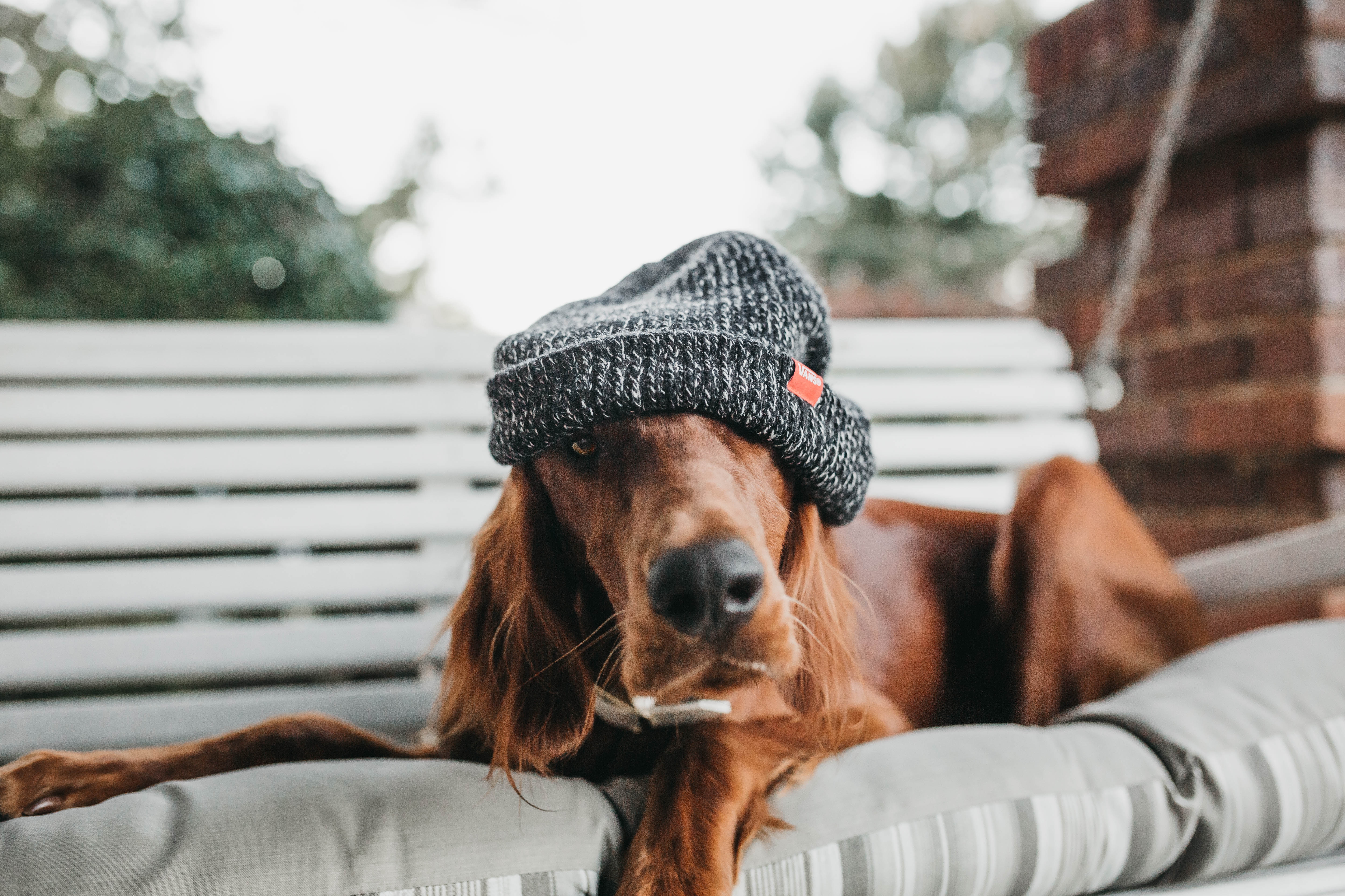 Irish Setter Dog Wearing a Beanie HD Wallpaper