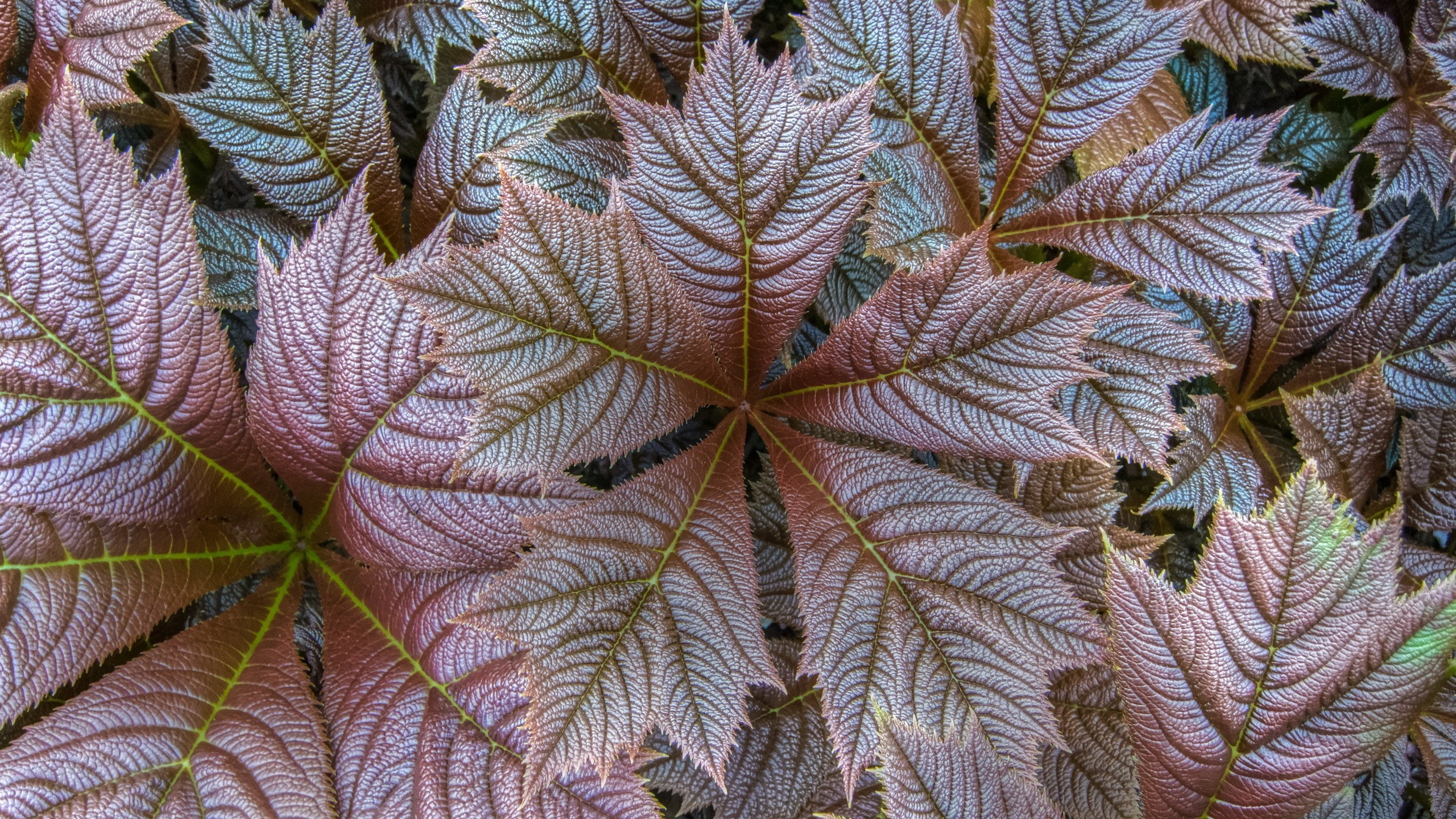 Close-up of textured reddish-purple leaves HD Wallpaper