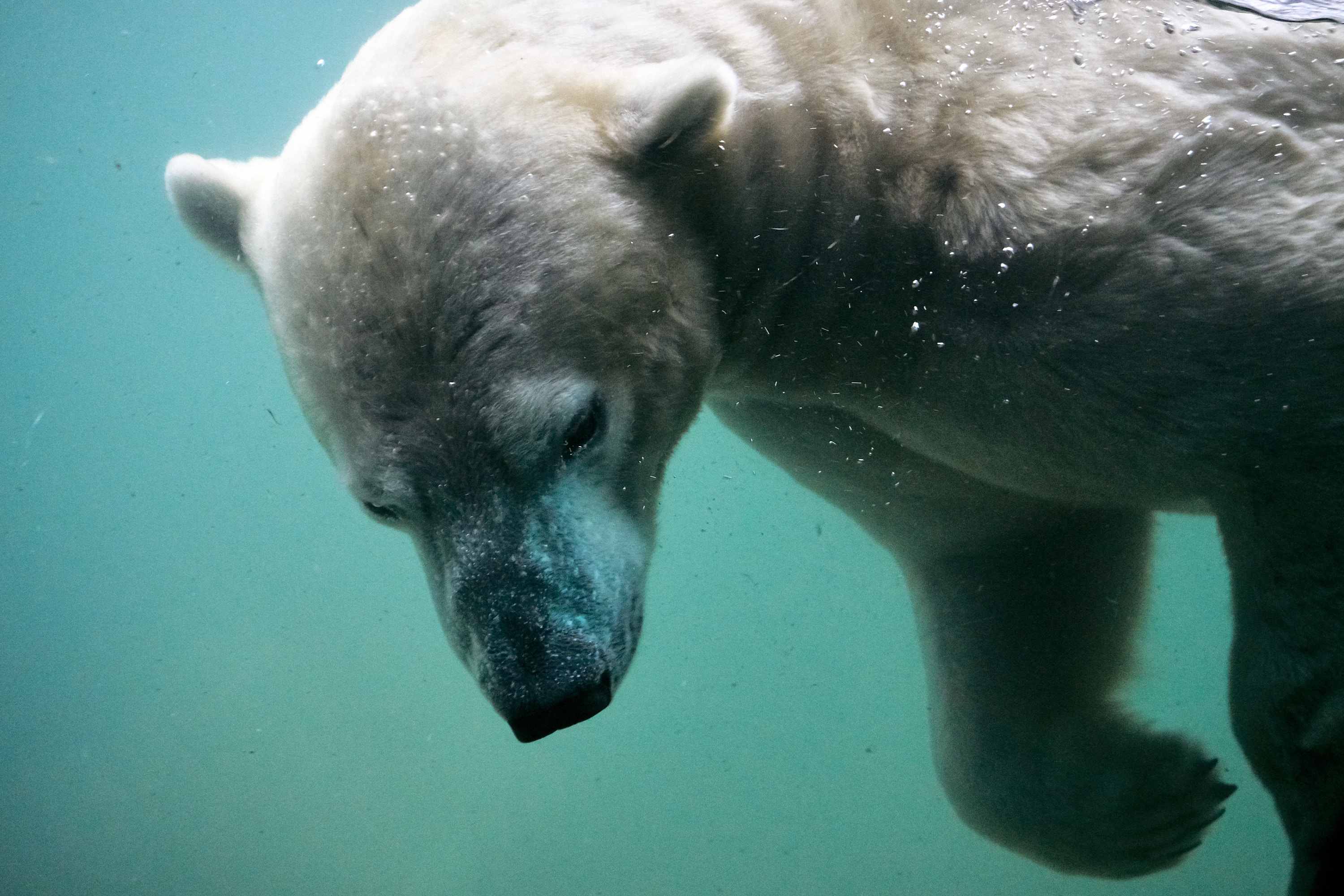 Polar bear swimming underwater in turquoise water HD Wallpaper
