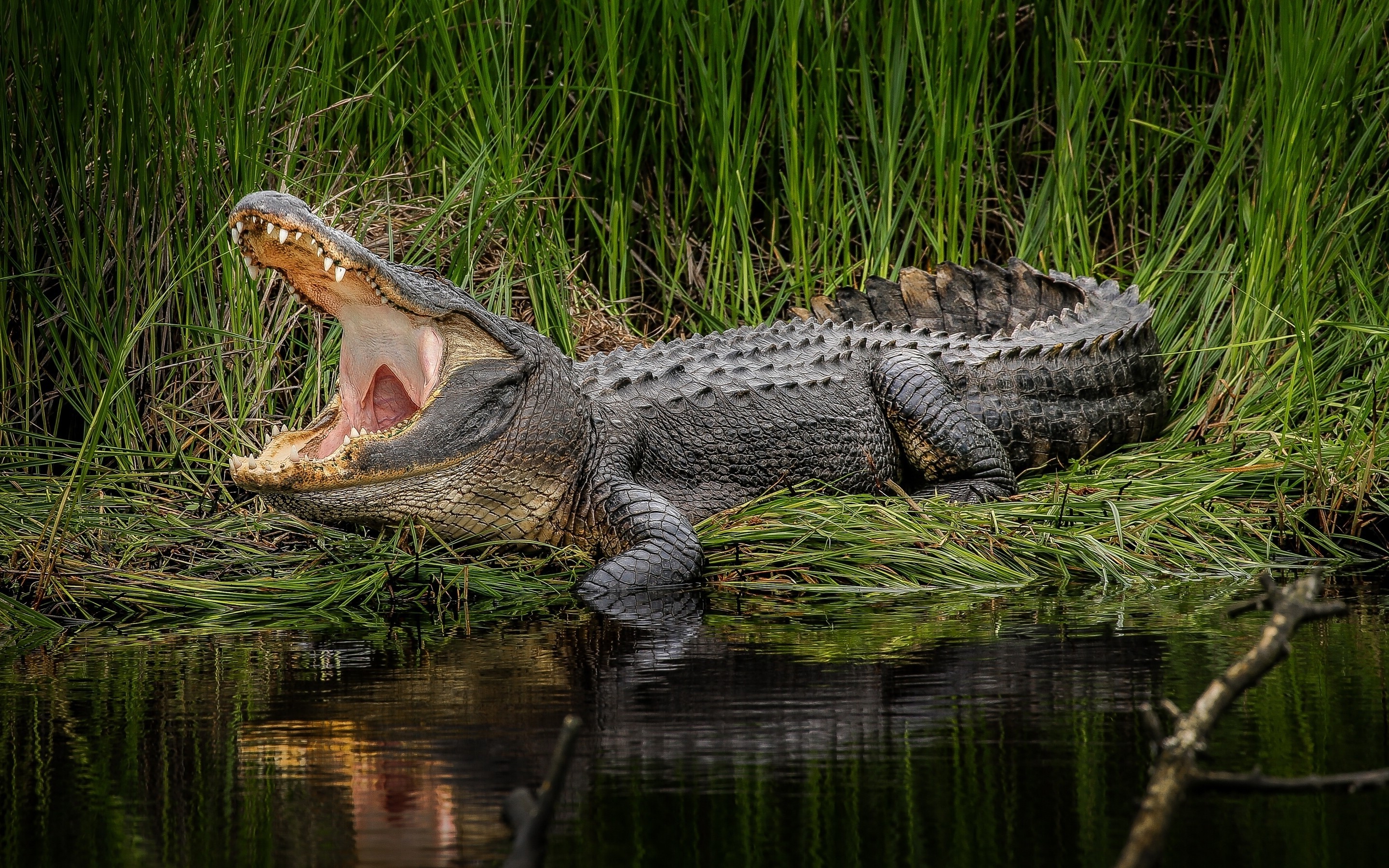 Alligator yawning by the water HD Wallpaper