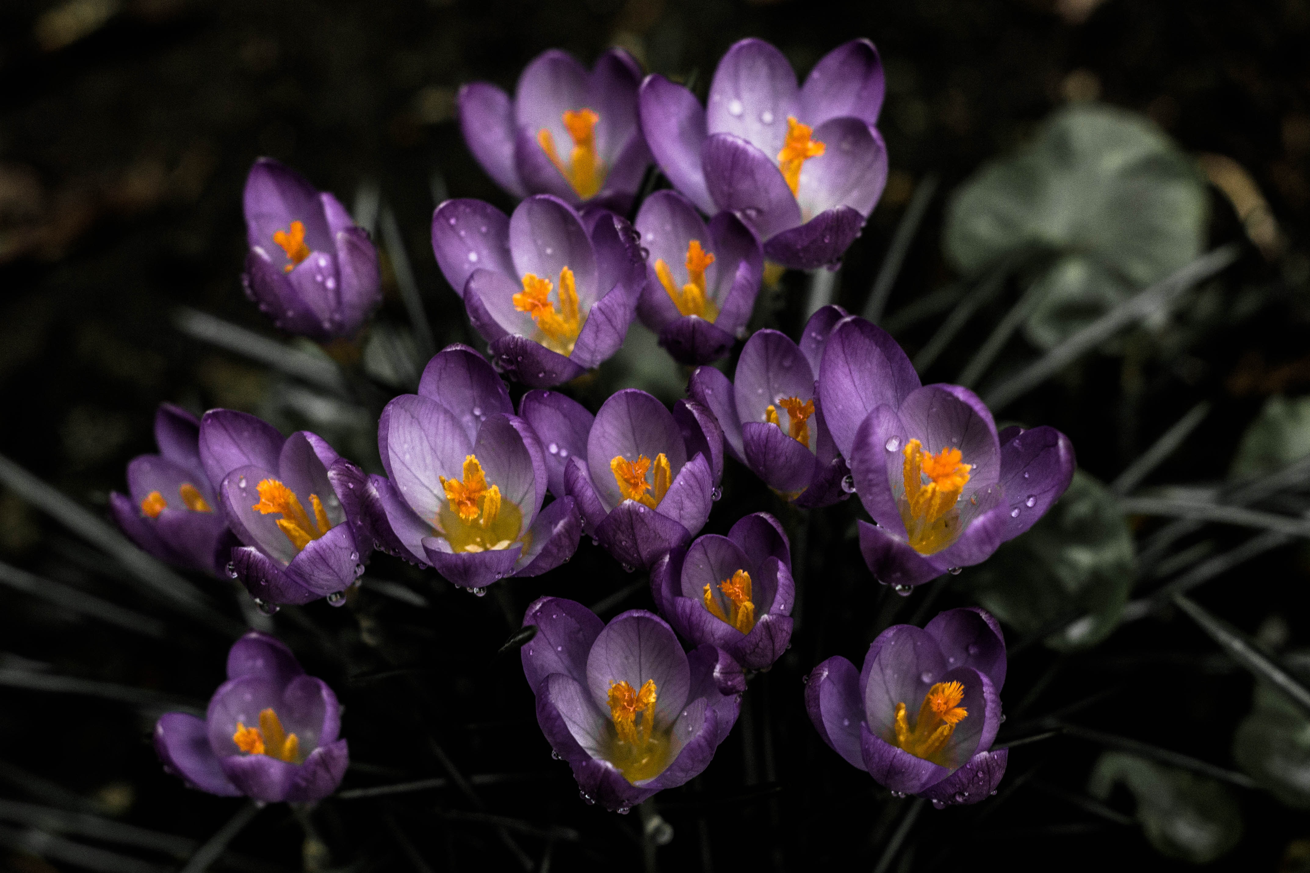 Vibrant Purple Crocus Flowers with Raindrops HD Wallpaper