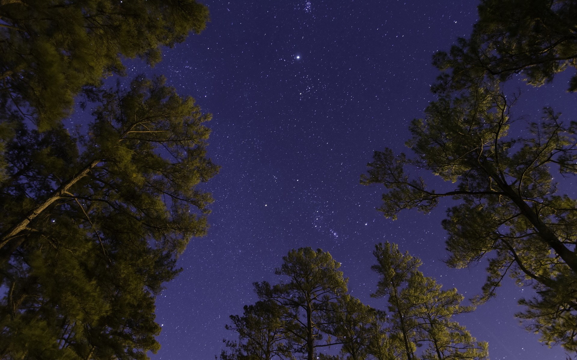 Trees against a starry night sky HD Wallpaper