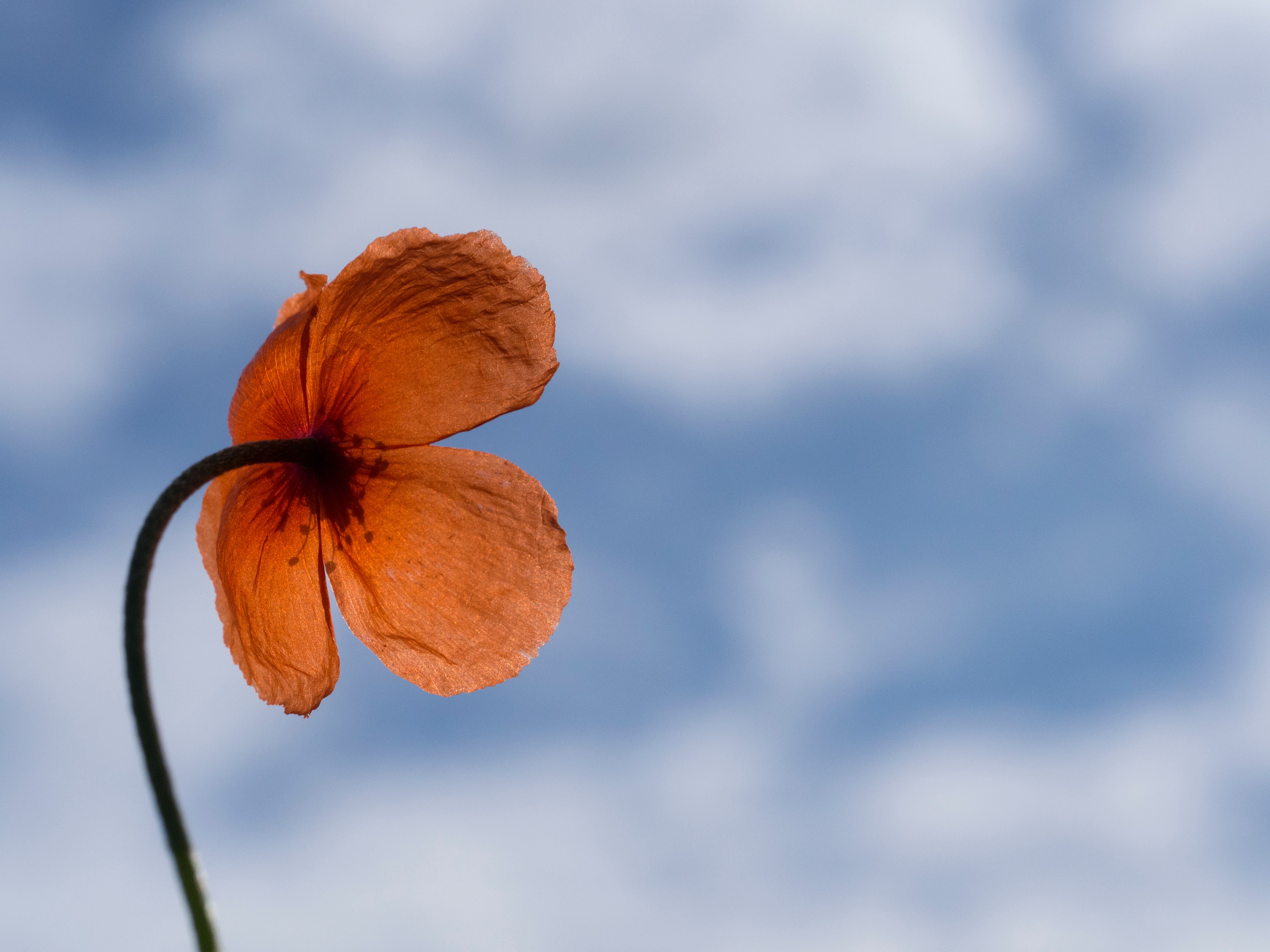 Orange poppy flower against a blue sky with clouds HD Wallpaper