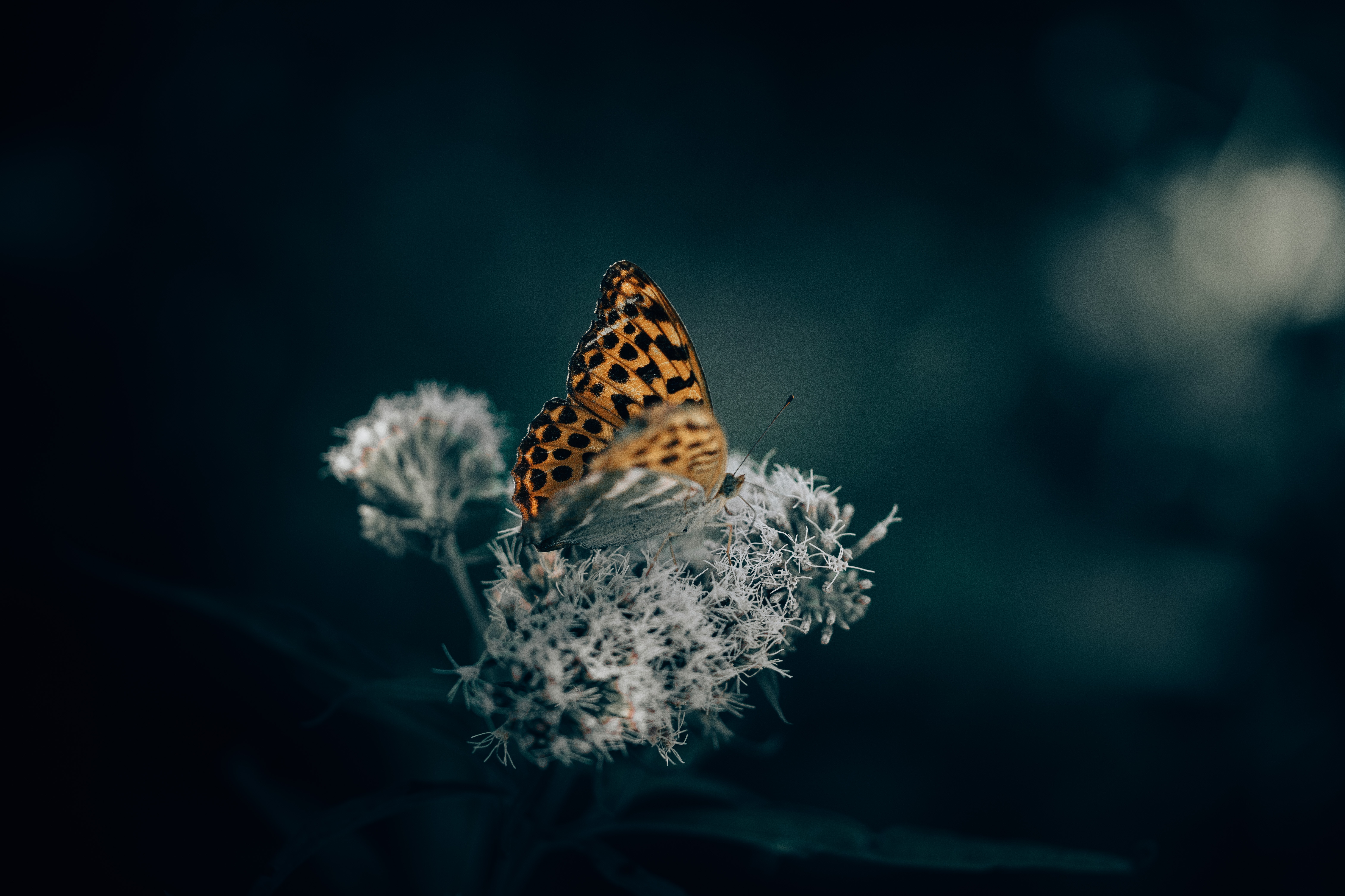 Orange butterfly on a white flower HD Wallpaper