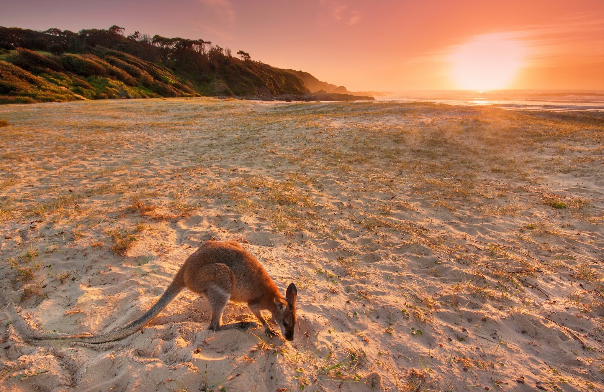 Kangaroo on a beach at sunset in Australia HD Wallpaper