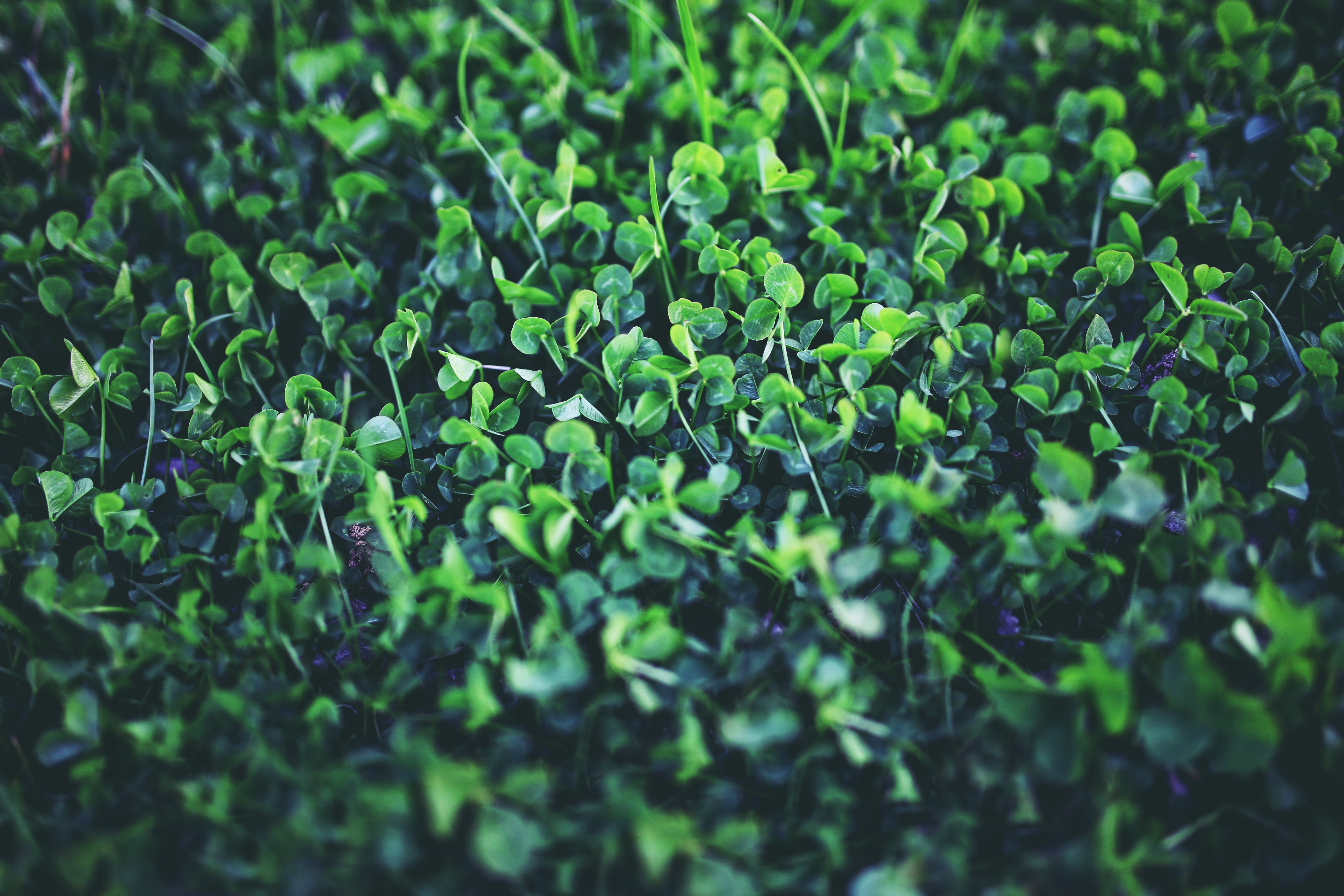 Green clover plants in a field HD Wallpaper