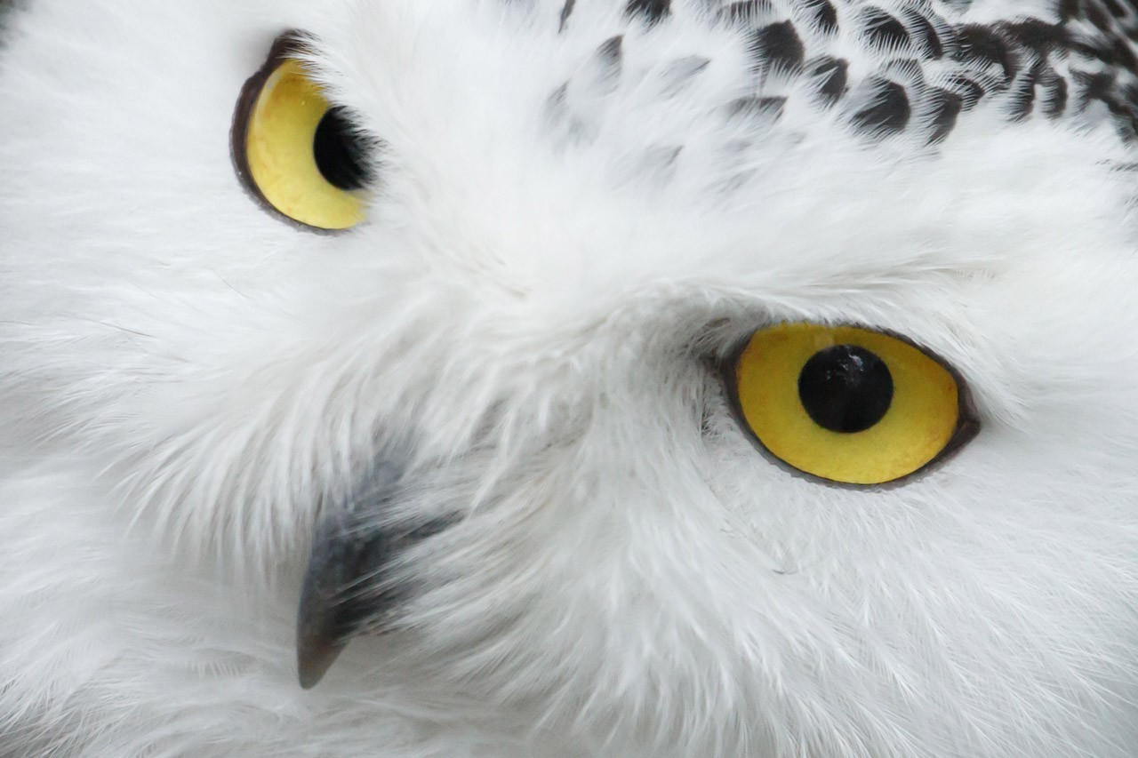 Close-up of a snowy owl's face with yellow eyes HD Wallpaper