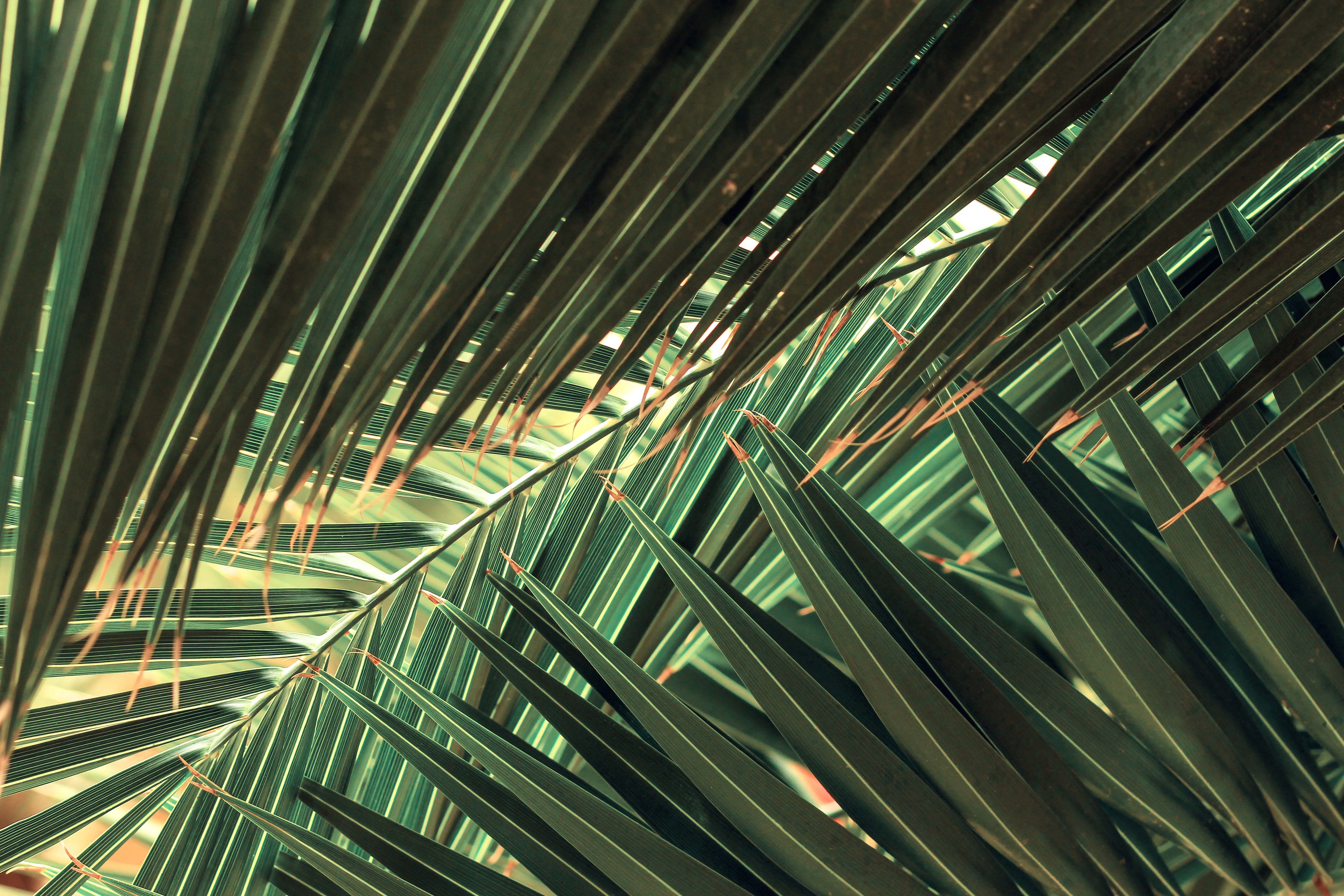 Close-up of dark green palm leaves with light green stripes HD Wallpaper