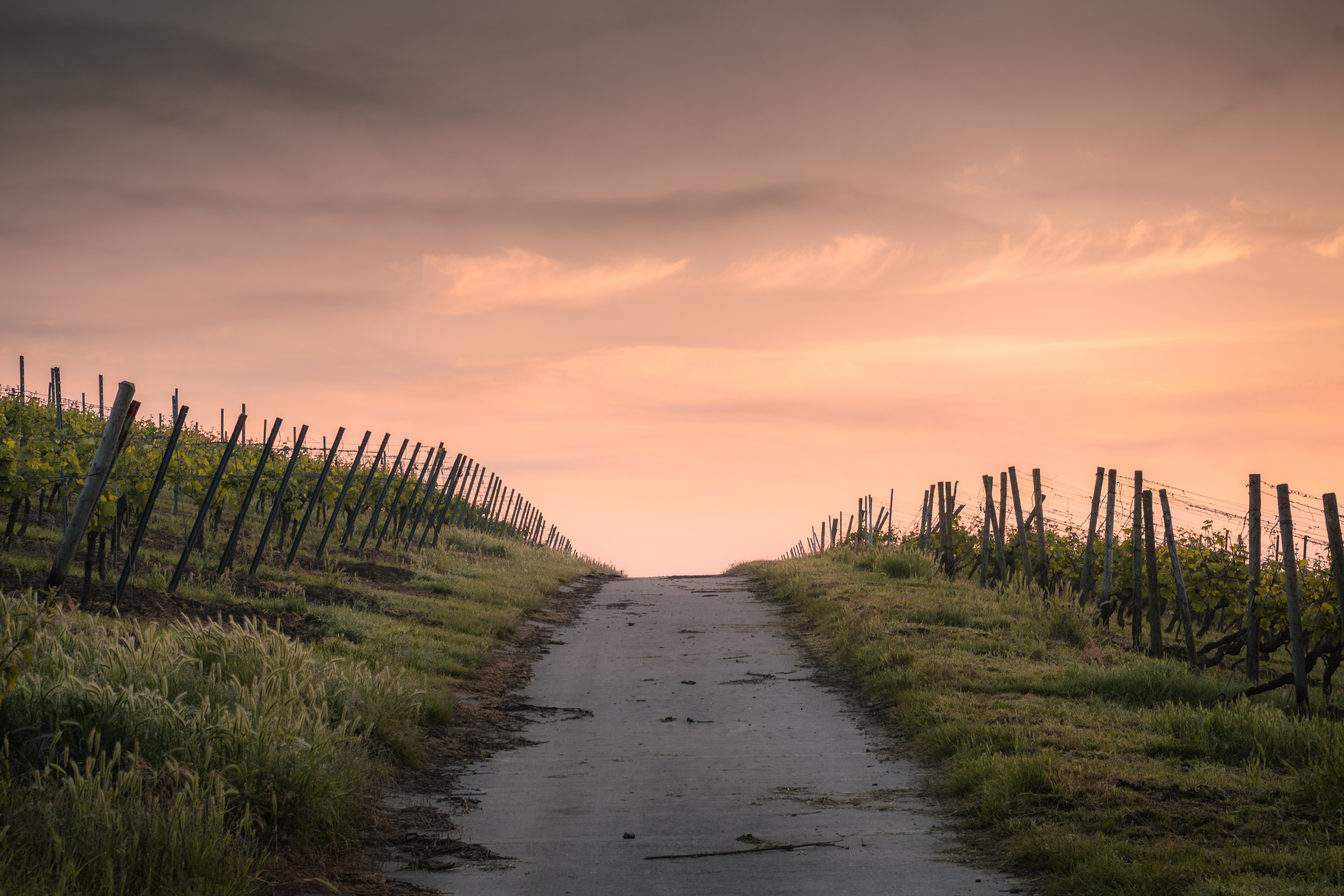 Vineyard path at sunset with a cloudy sky HD Wallpaper