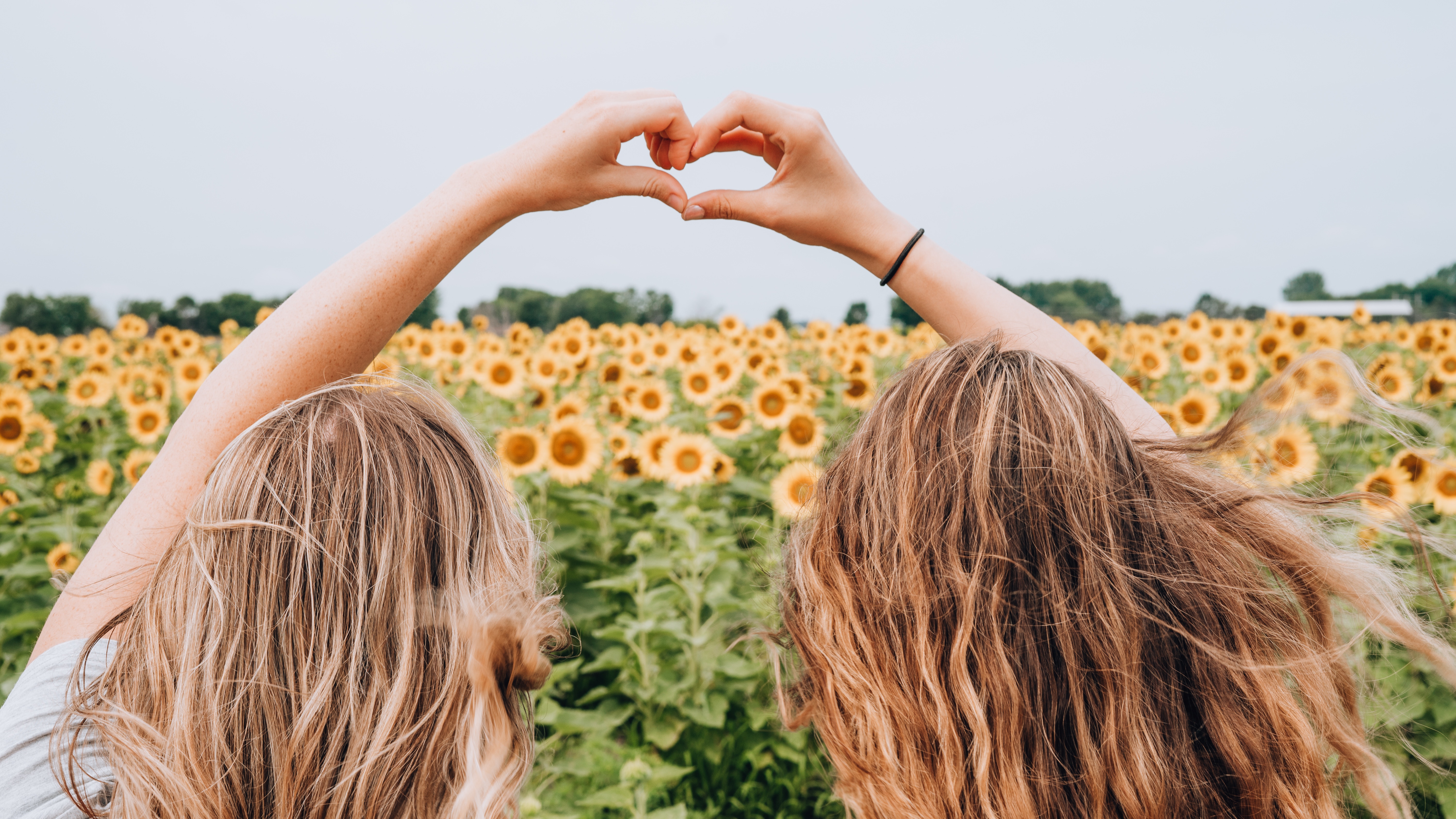 Two Friends Making Heart Shape in Sunflower Field HD Wallpaper