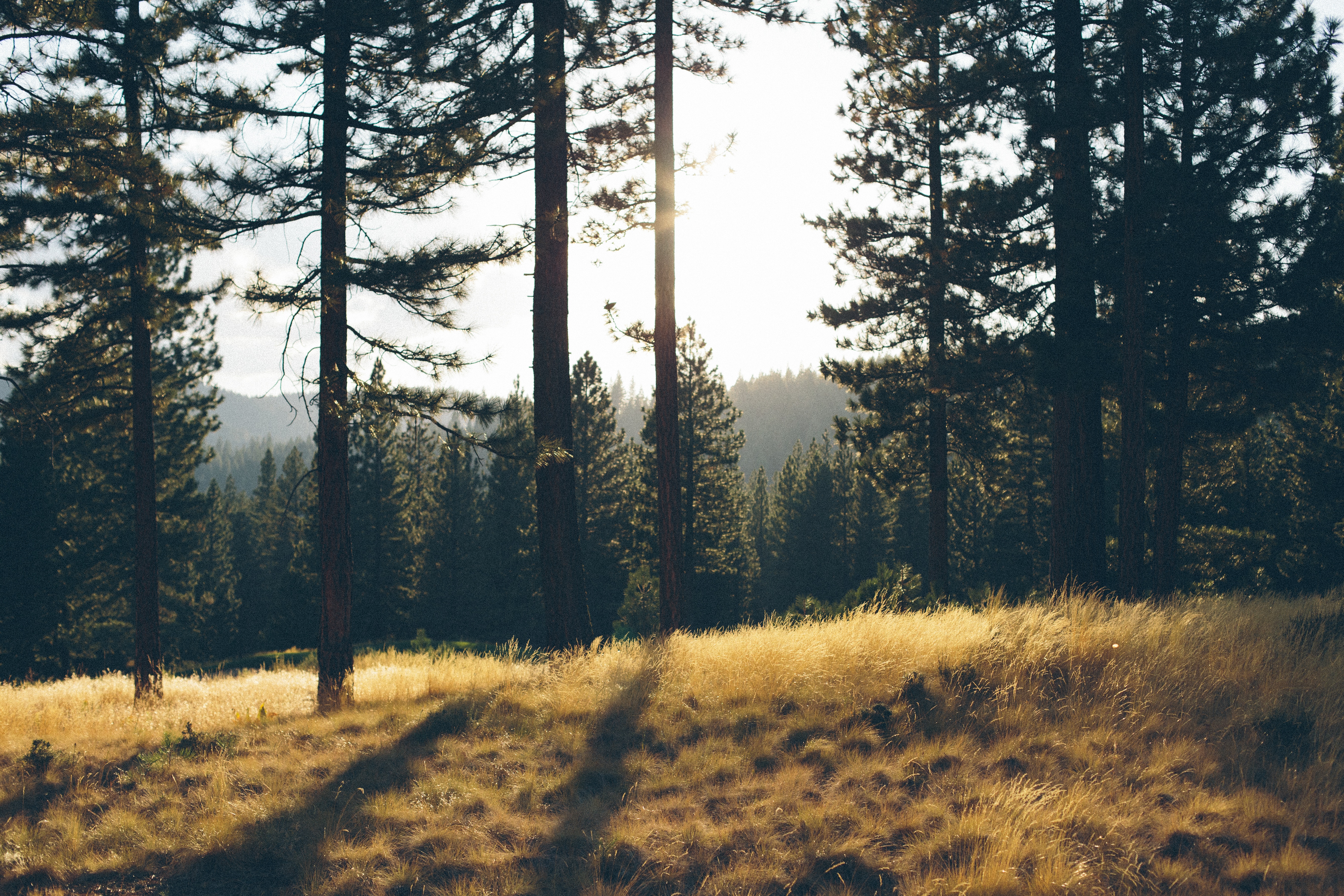 Sunlight filters through pine trees in Sierra Nevada forest HD Wallpaper