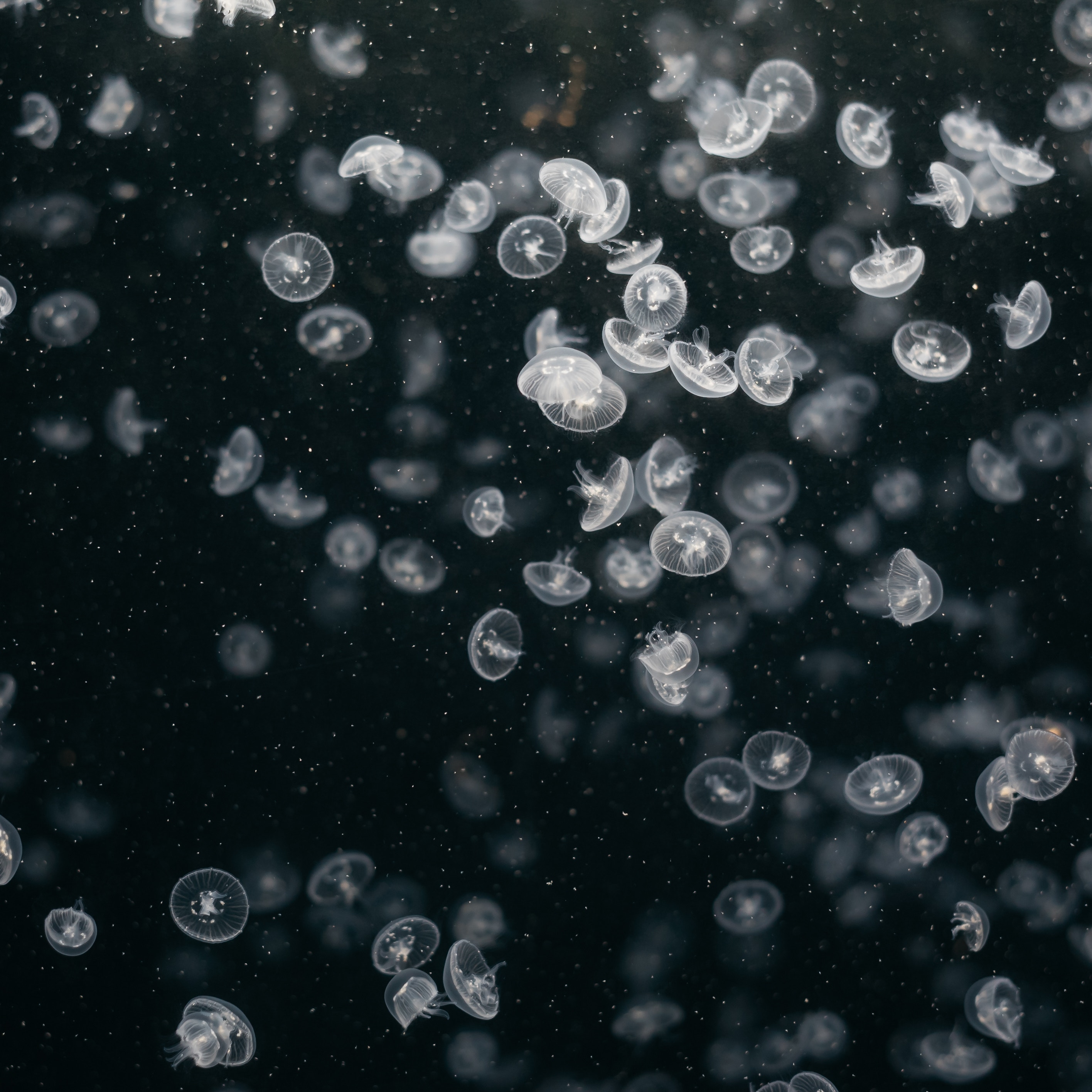 A multitude of jellyfish in dark water HD Wallpaper