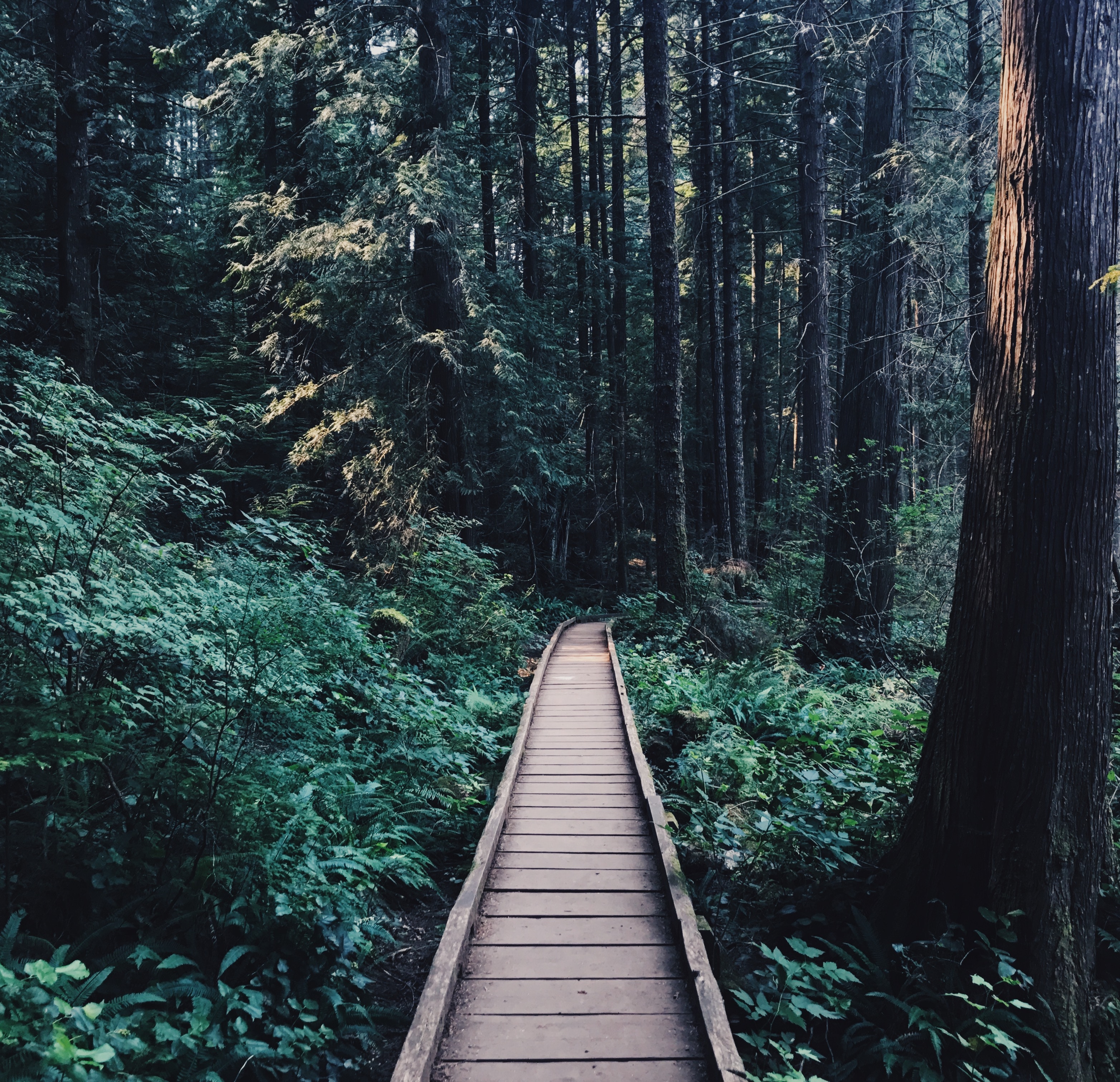 Wooden boardwalk through a dense forest in Vancouver HD Wallpaper