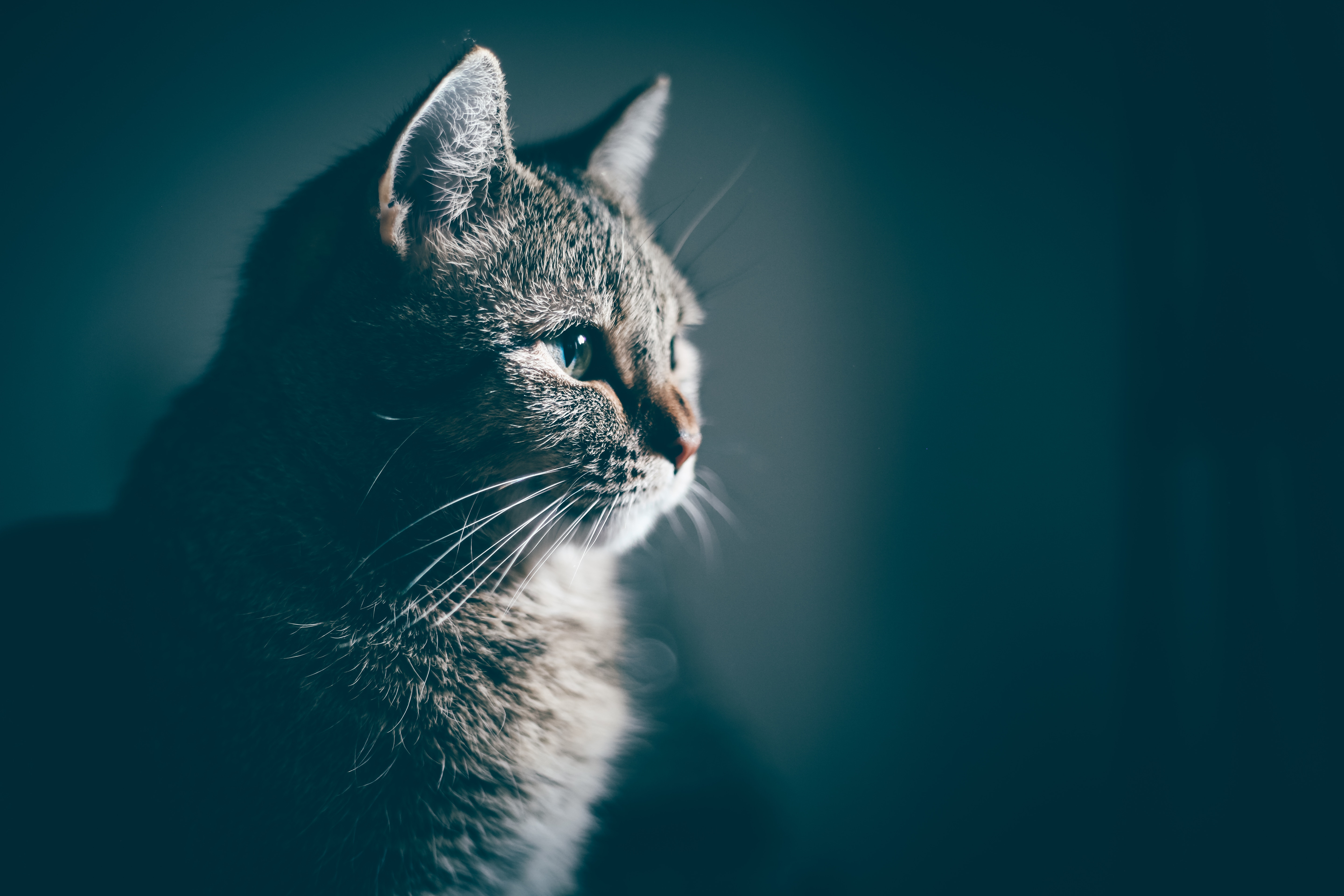 Close up portrait of a tabby cat HD Wallpaper