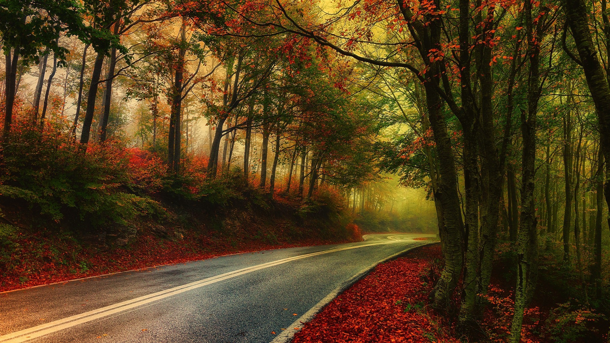 Road through an autumn forest with mist HD Wallpaper