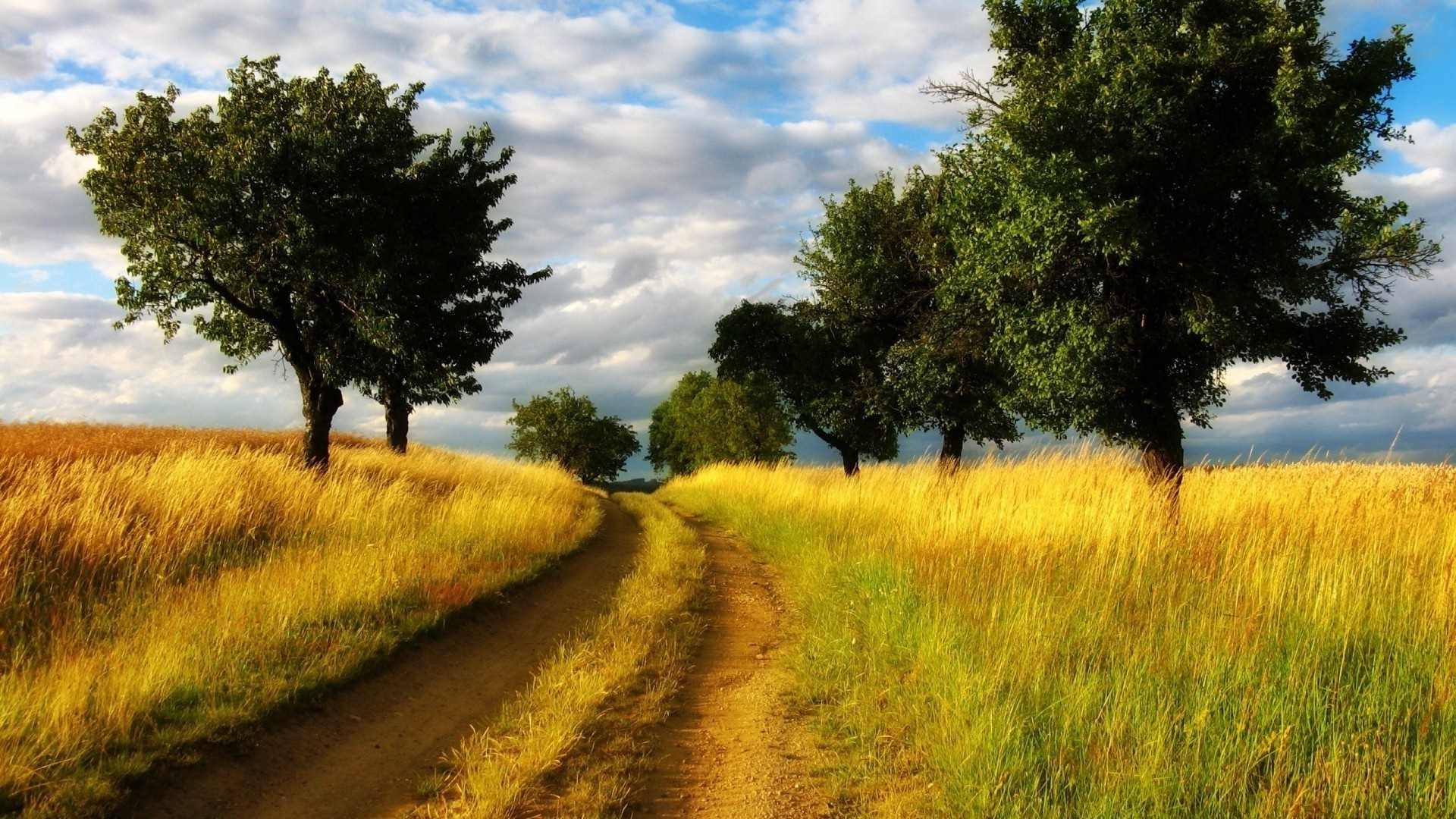 Dirt road through a golden field with trees HD Wallpaper