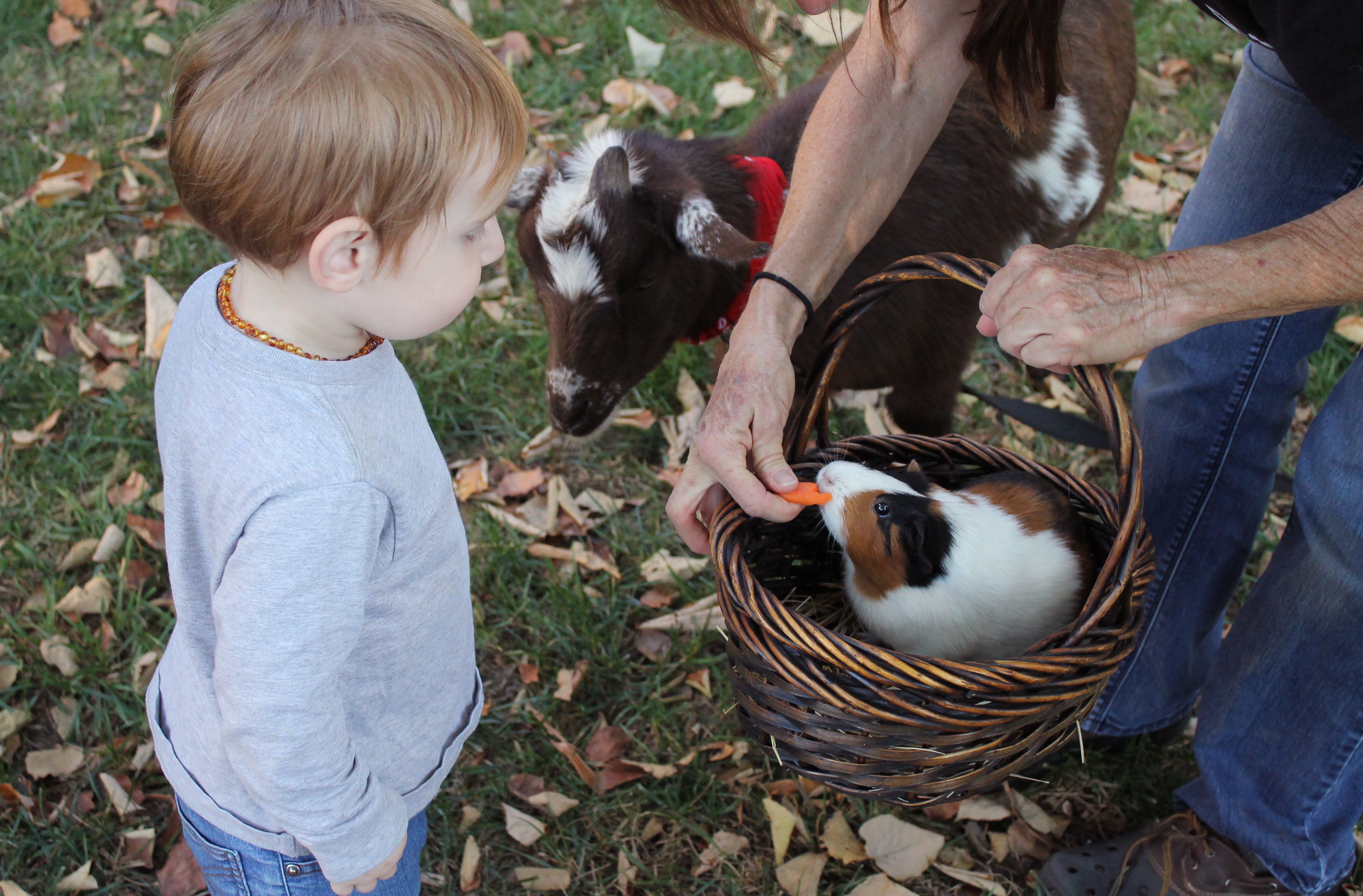 Child feeding a guinea pig in a basket with a goat nearby HD Wallpaper