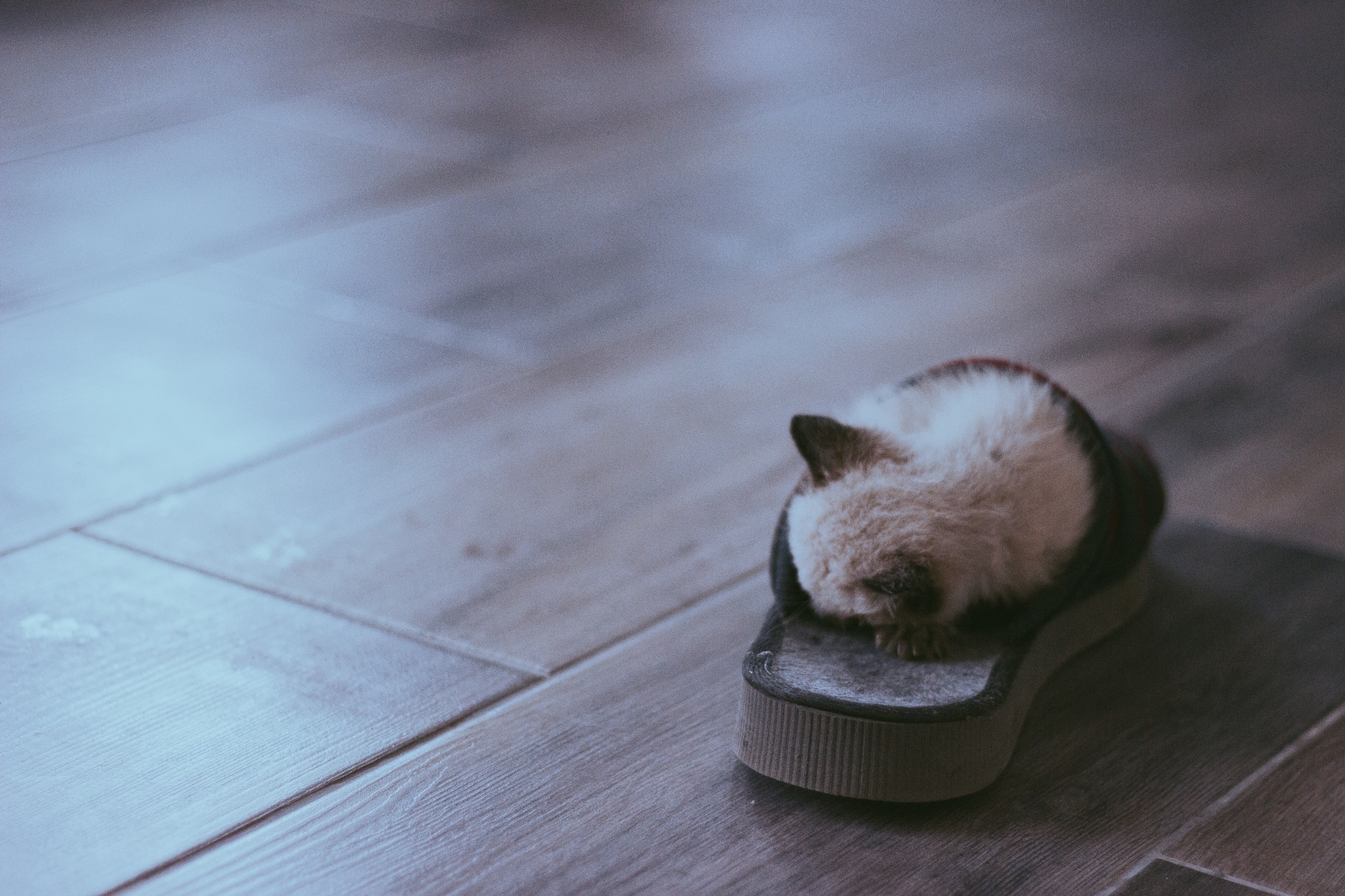 Kitten sleeping in a slipper on a wooden floor HD Wallpaper