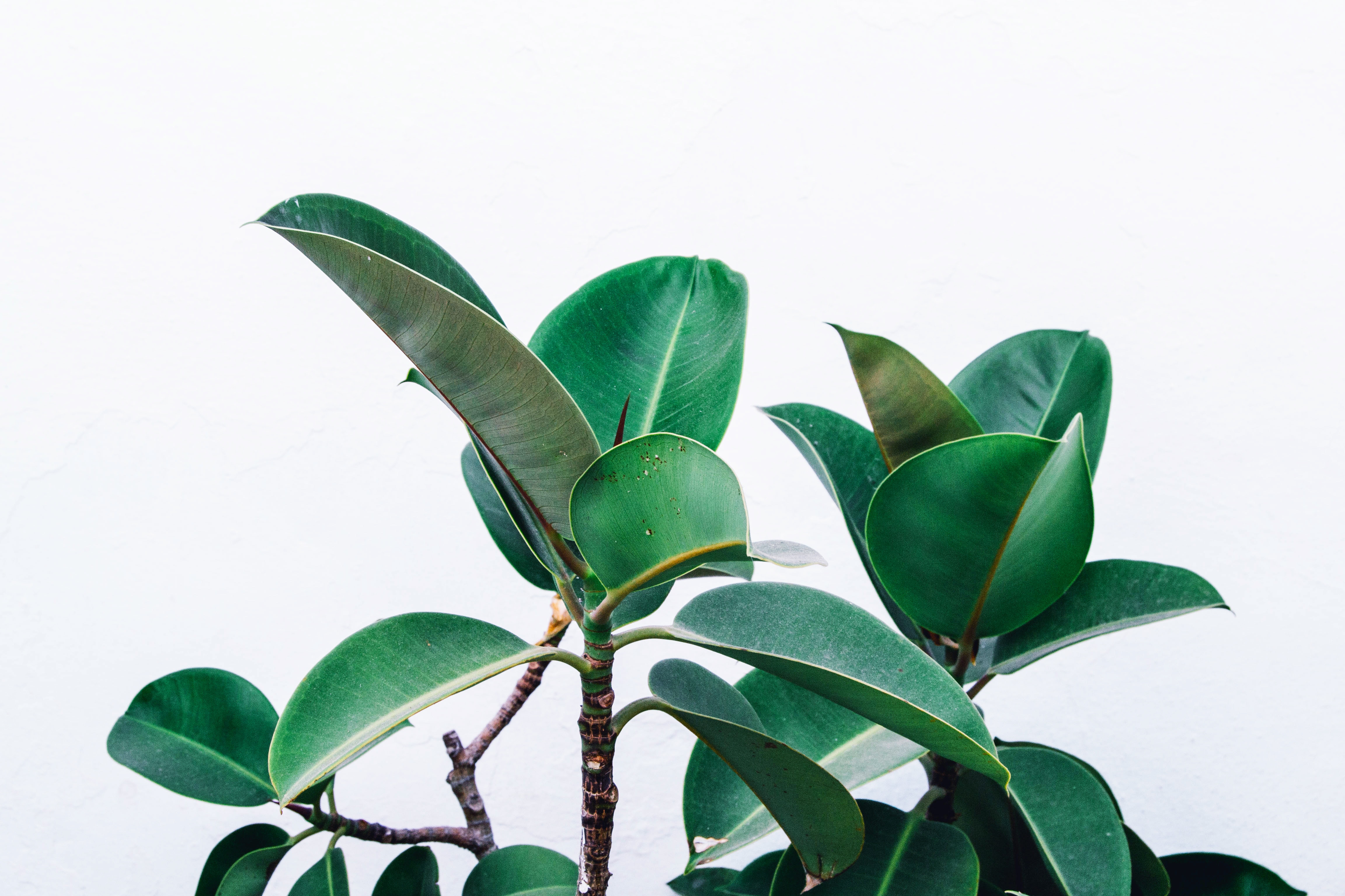 Green rubber plant leaves against a white background HD Wallpaper