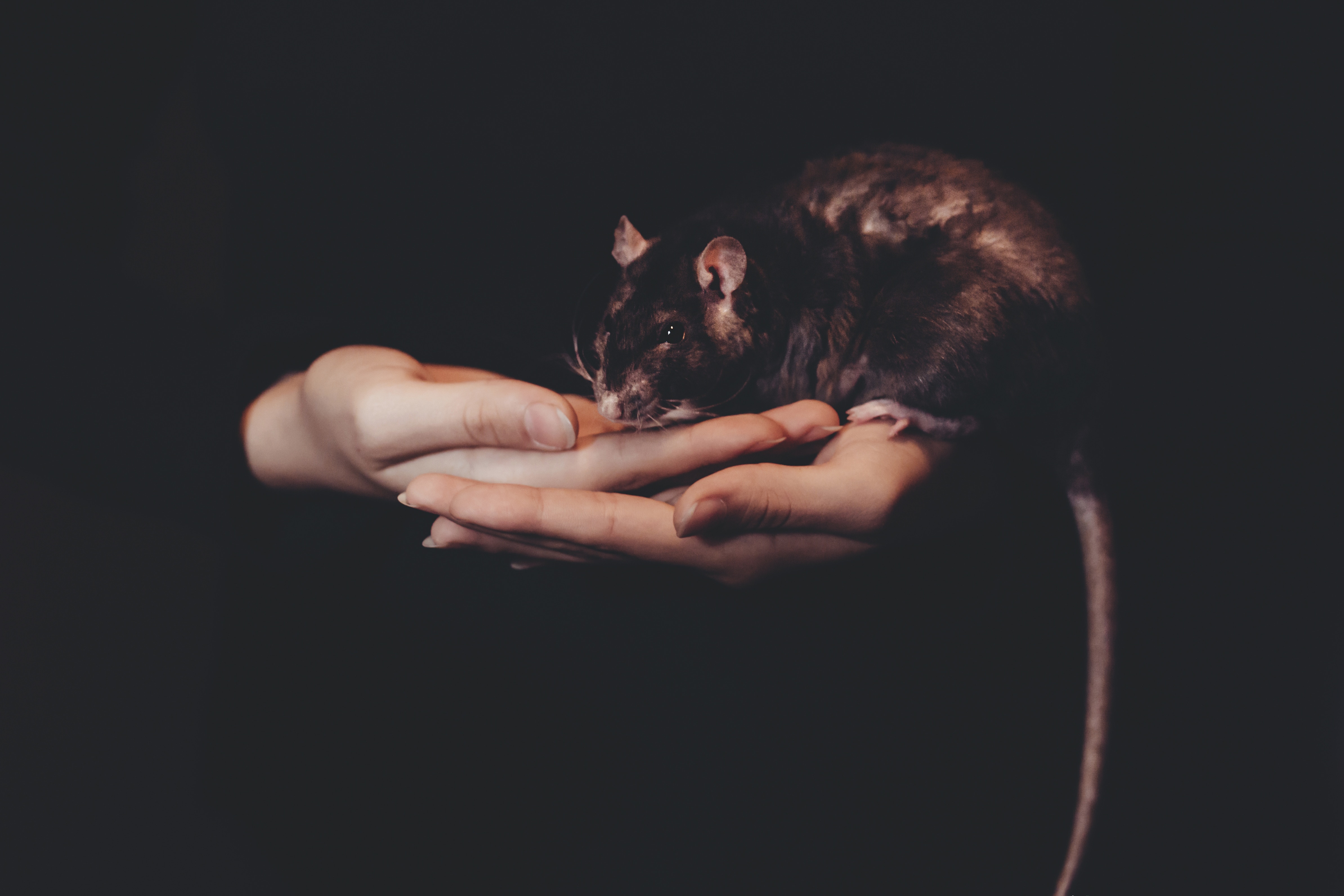 Rat held in cupped hands against a dark background HD Wallpaper