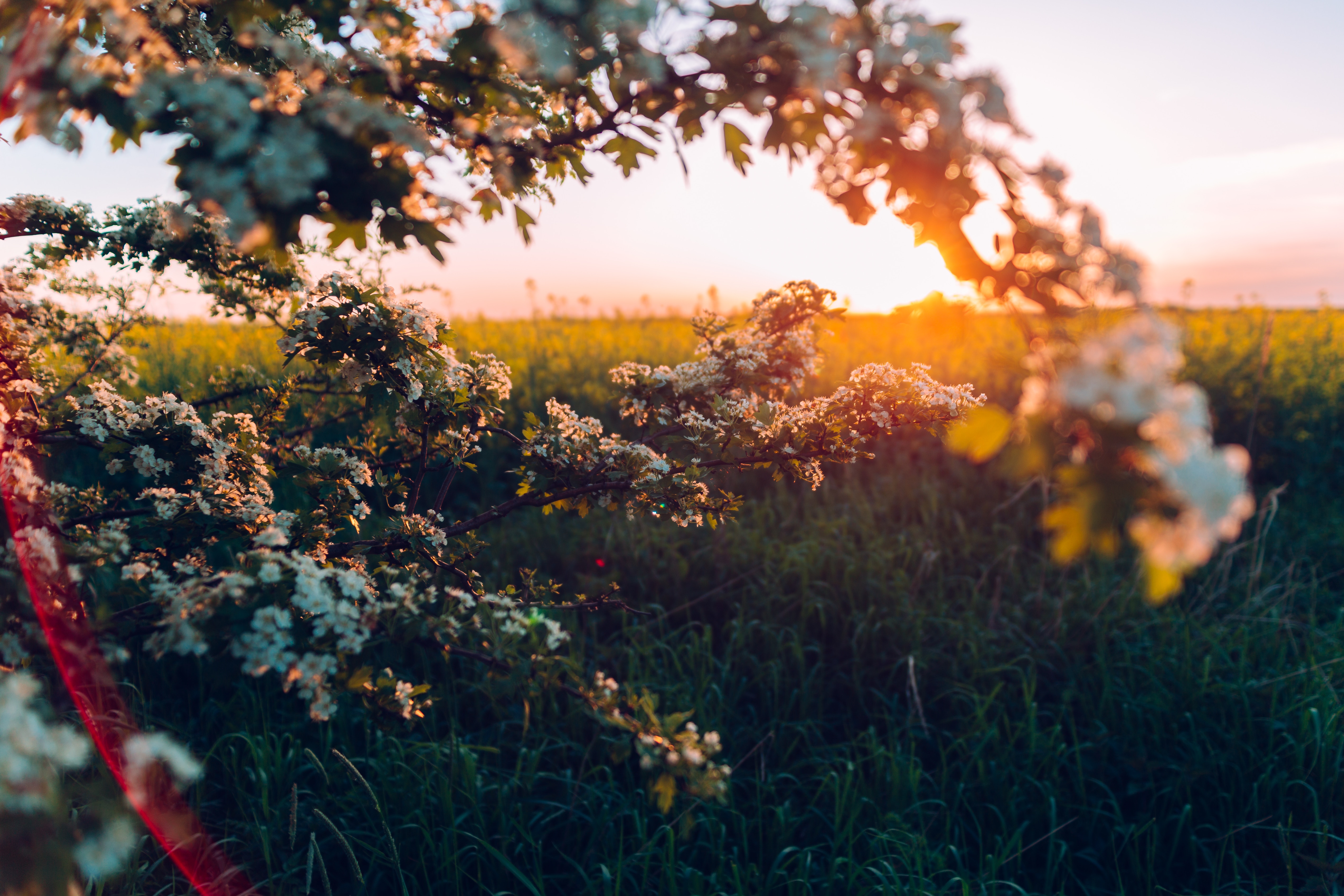 Sunset over a field with flowering branches in Poland HD Wallpaper
