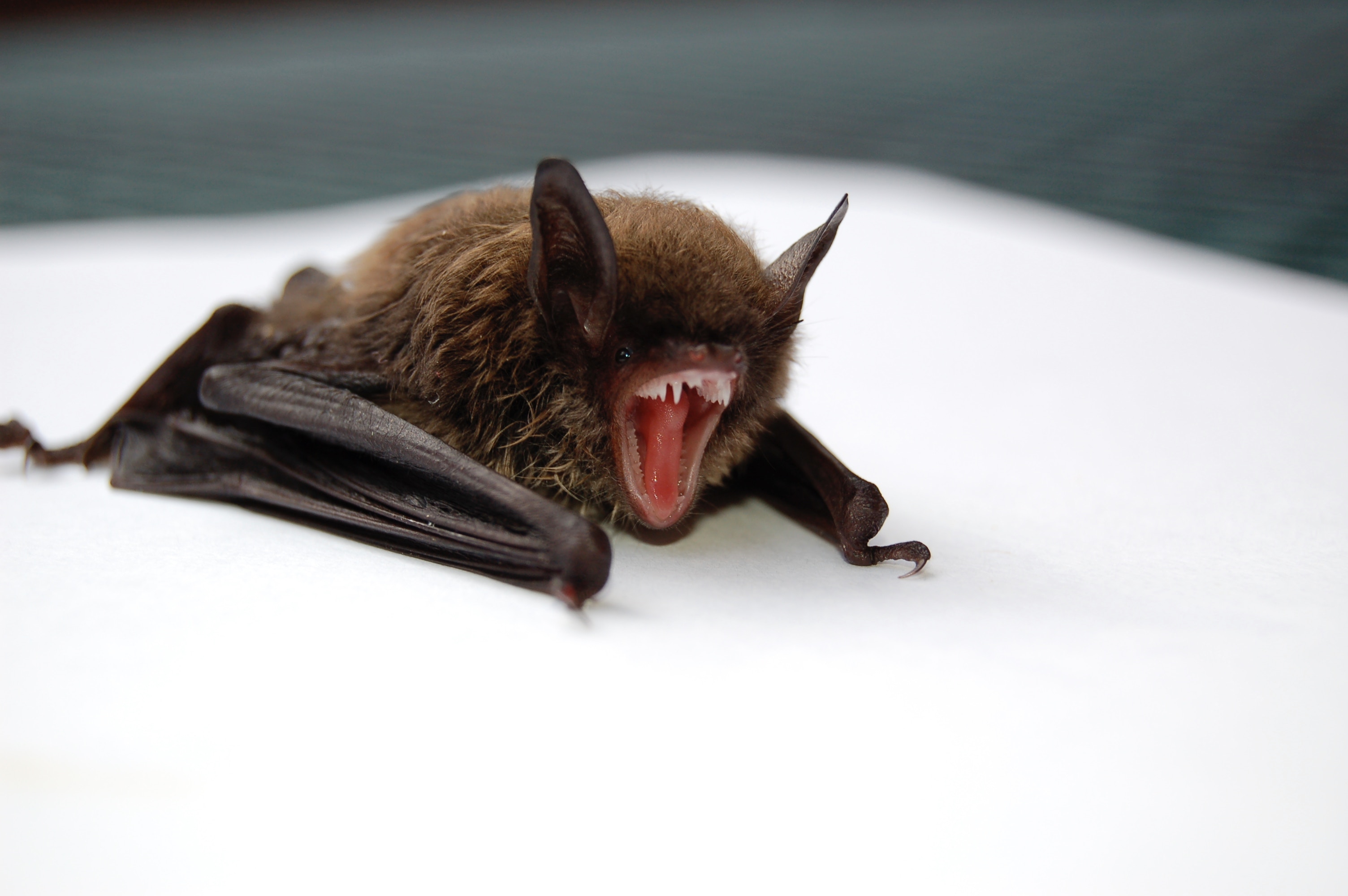 A bat with its mouth open and teeth bared HD Wallpaper