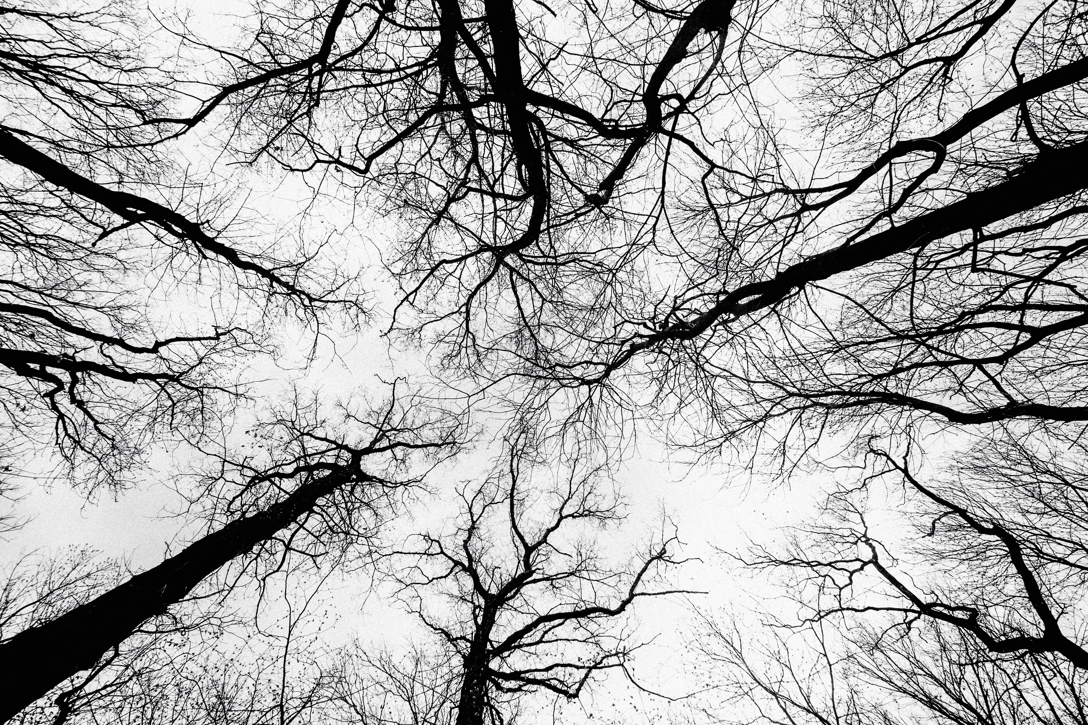 View of bare tree branches against a white sky HD Wallpaper