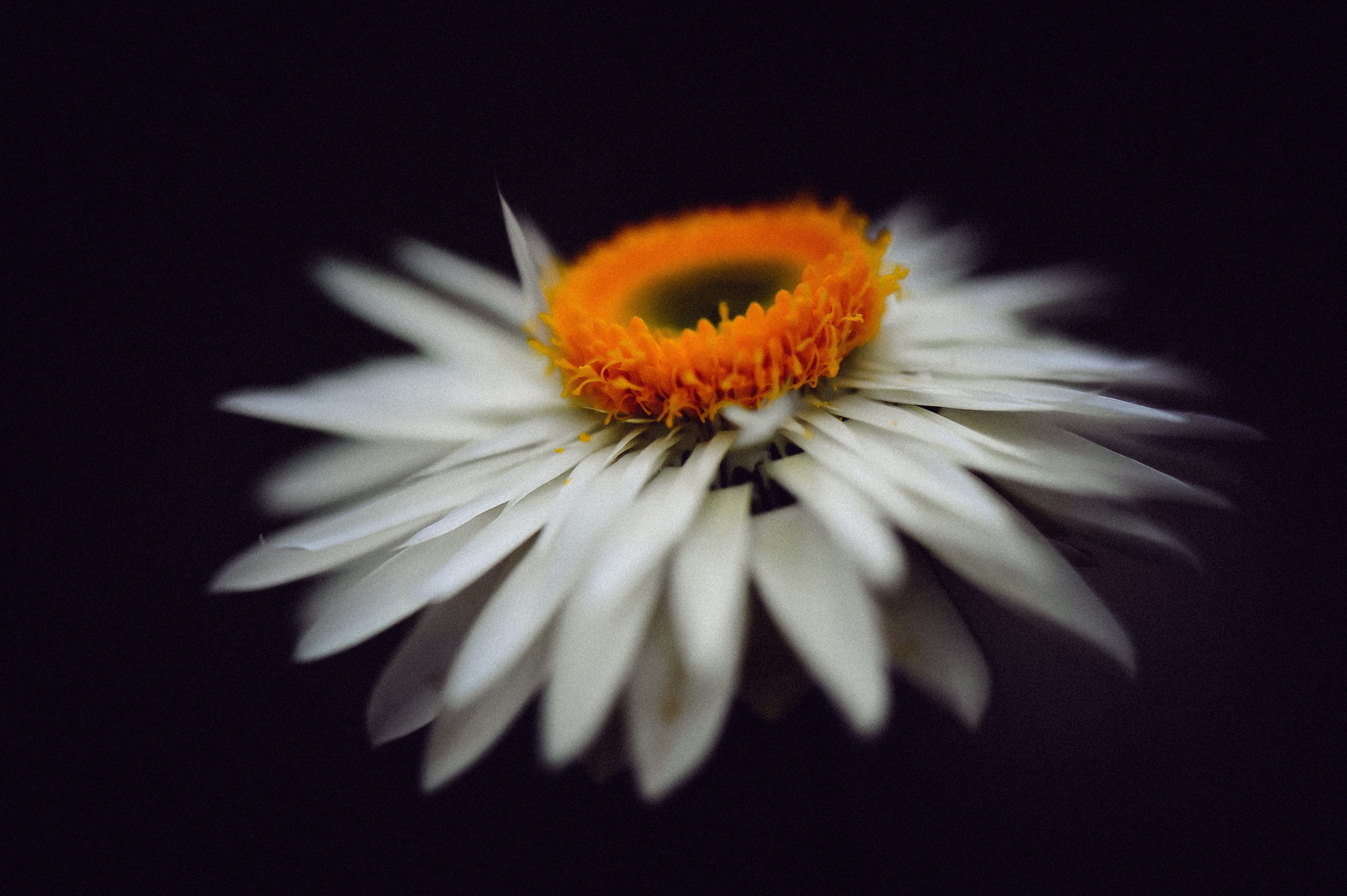 Close-up of a white daisy with an orange center HD Wallpaper
