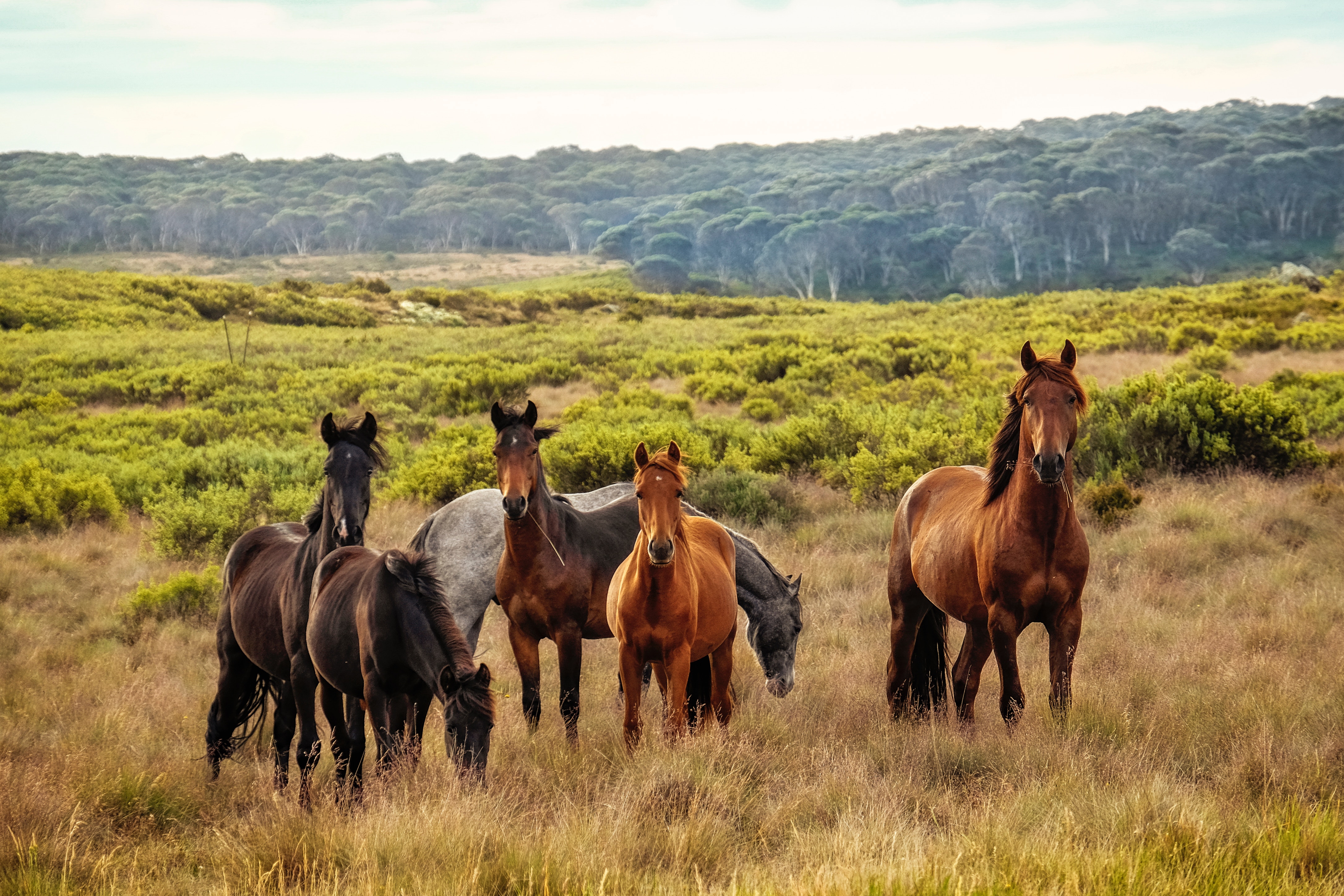 A herd of horses in a grassy field with a forest in the background HD Wallpaper