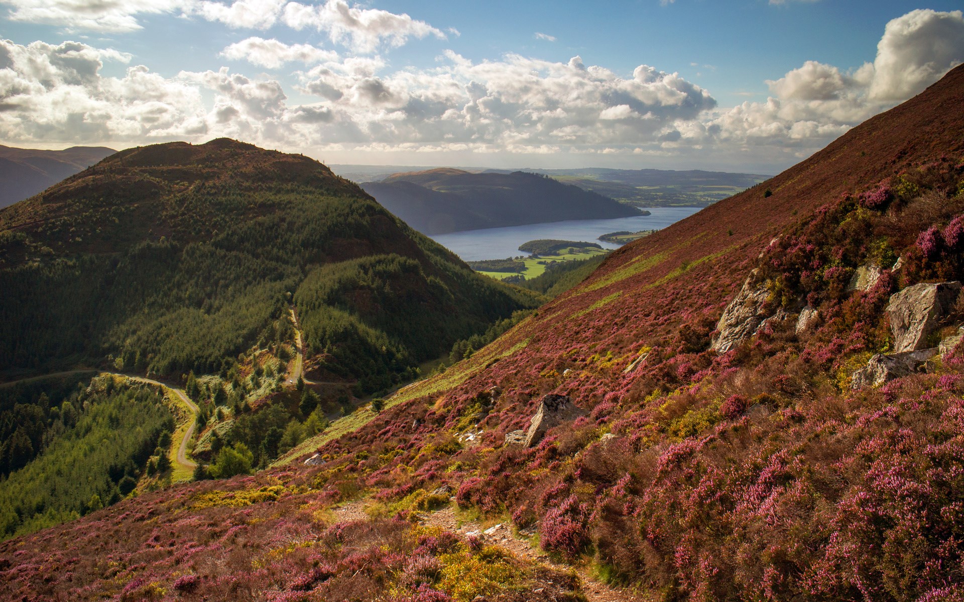 Heather-covered hills overlooking a lake and forest HD Wallpaper