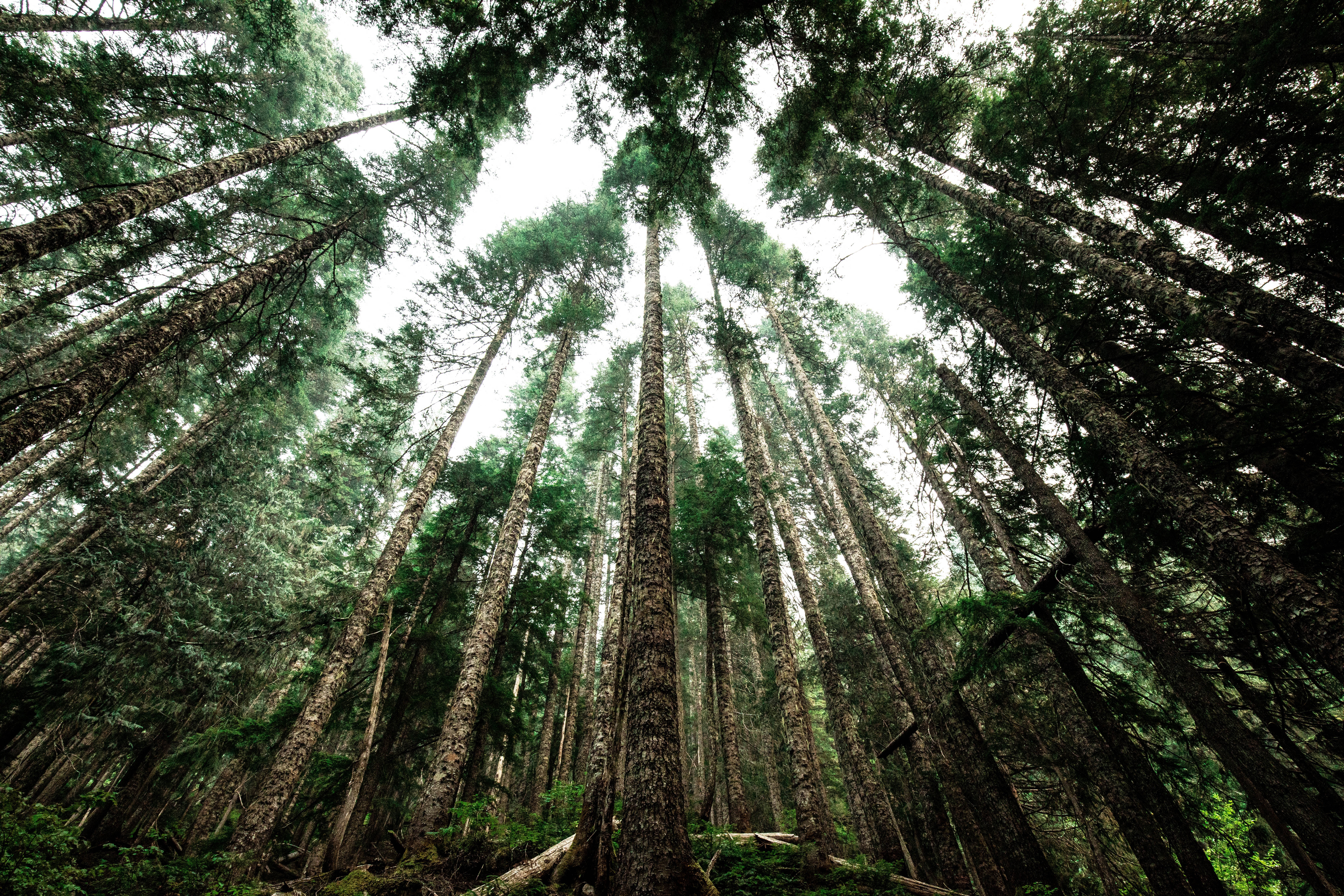 Looking up at tall trees in a forest HD Wallpaper