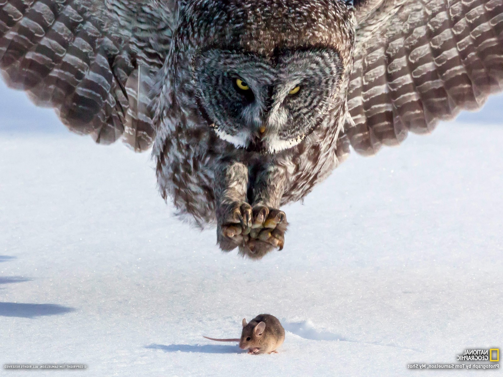 Owl swooping down on mouse in snowy landscape HD Wallpaper