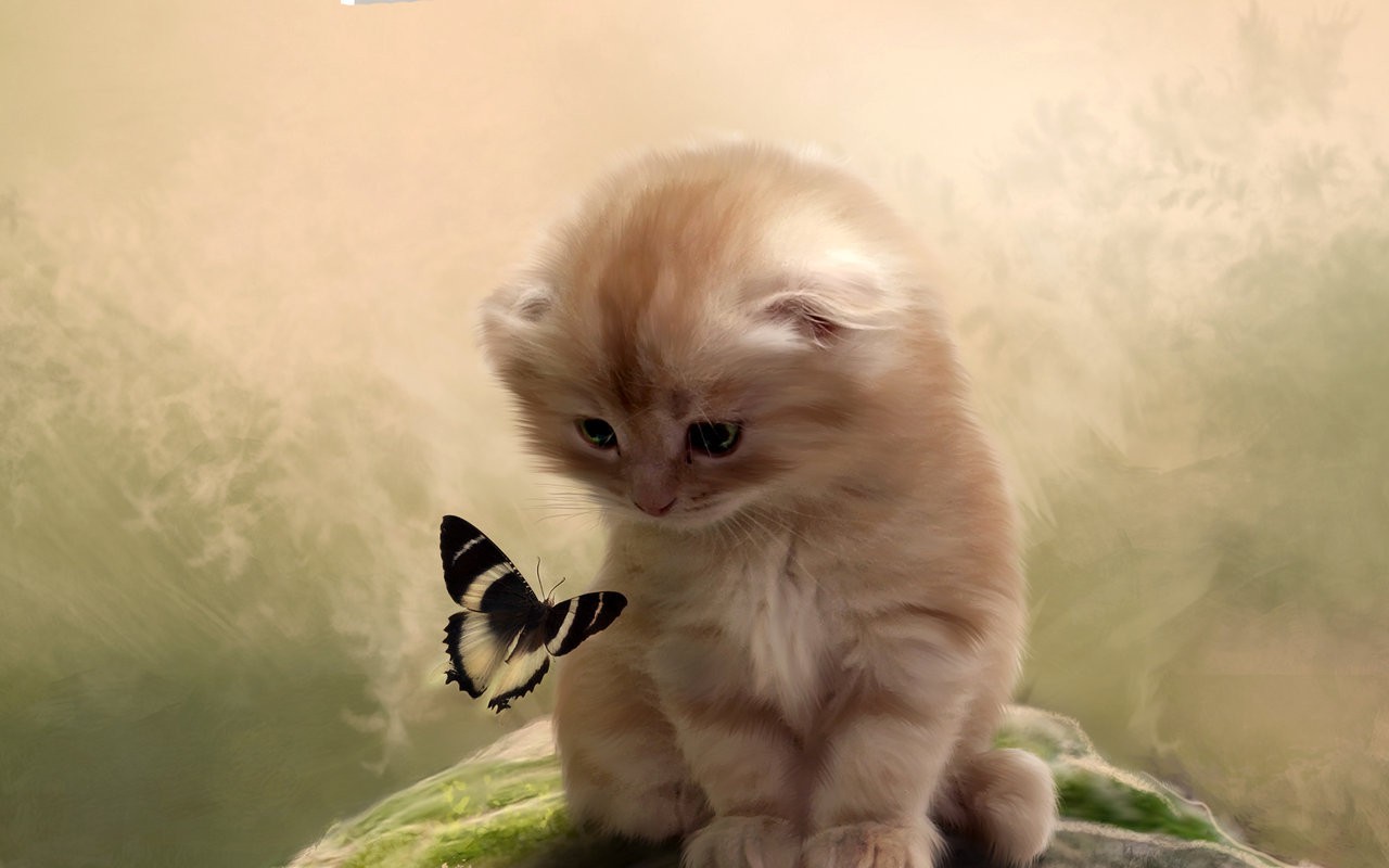 Curious Kitten Watching a Butterfly HD Wallpaper