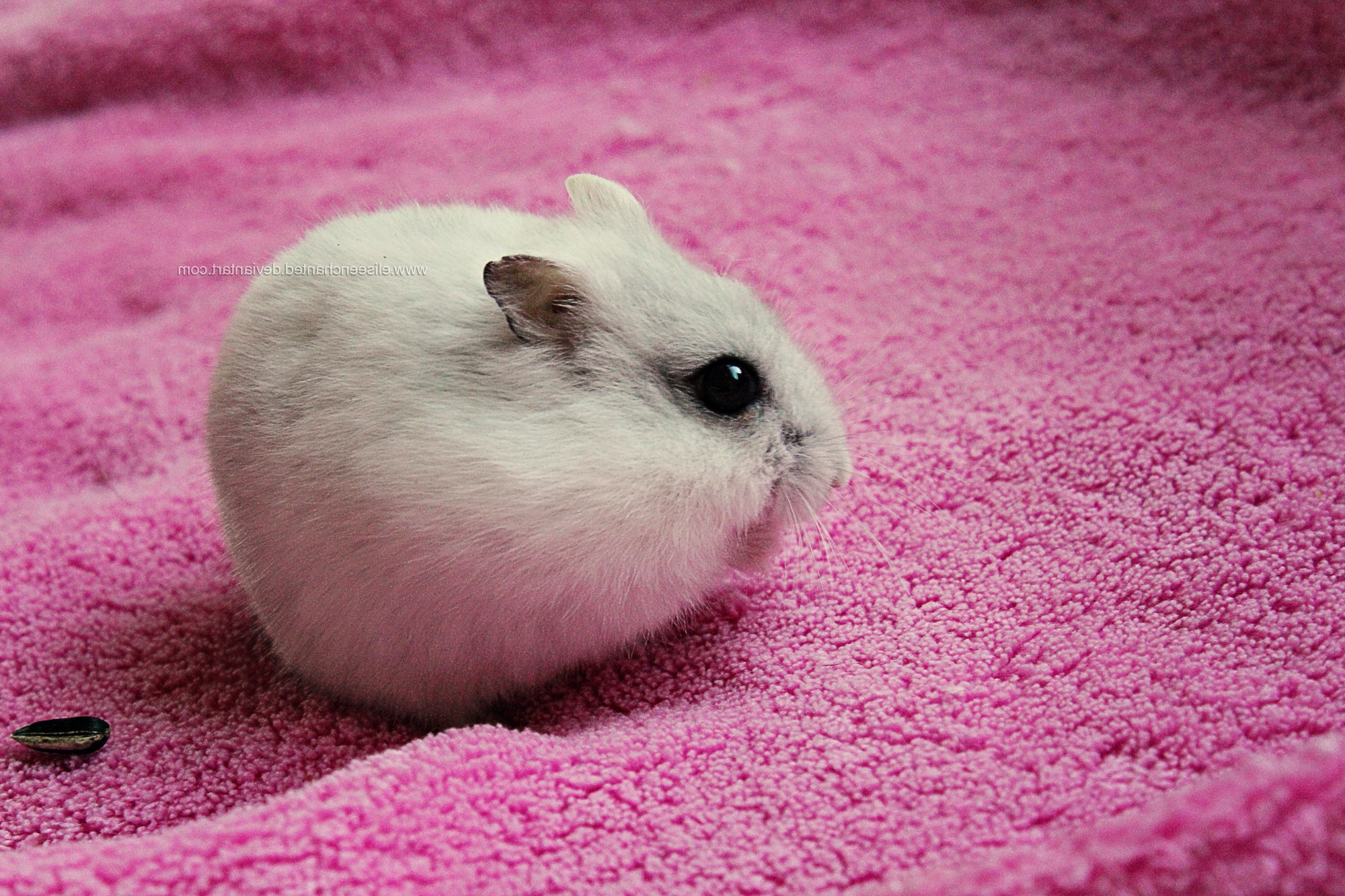 A white hamster on a pink blanket with a seed HD Wallpaper