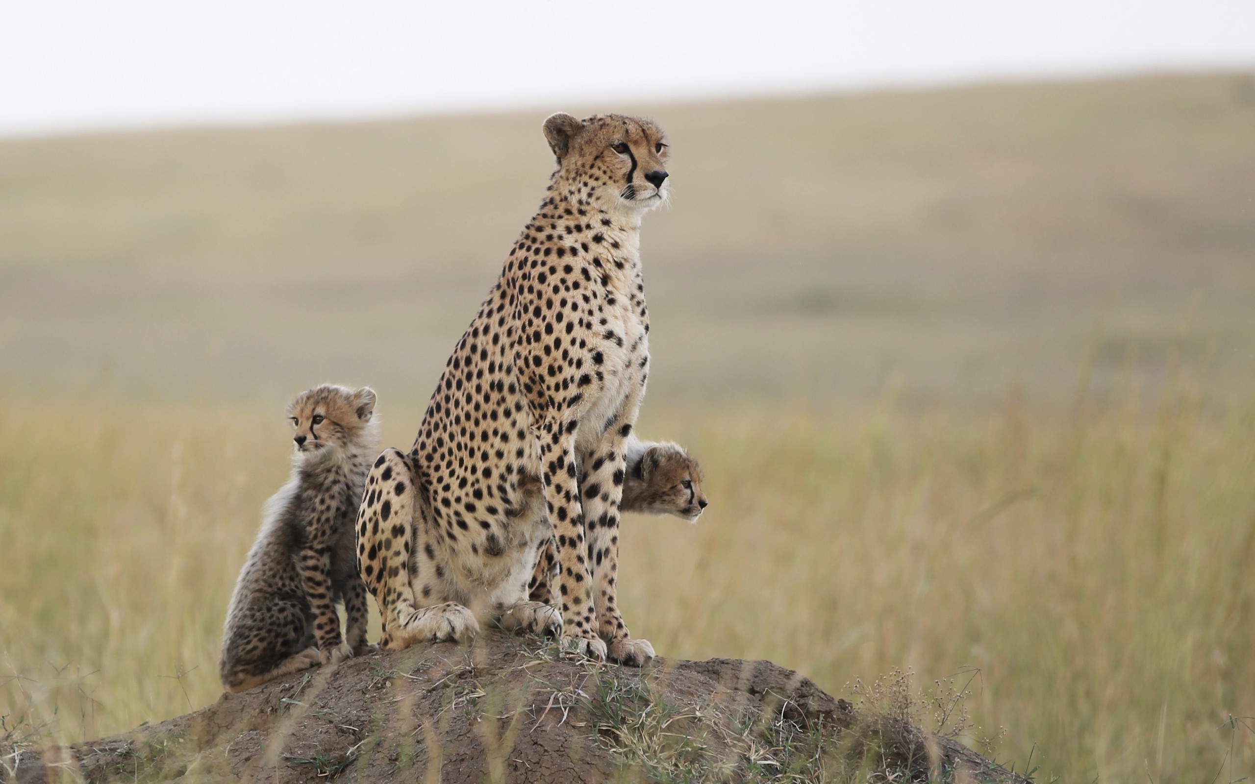 Mother cheetah with two cubs sitting on a mound HD Wallpaper