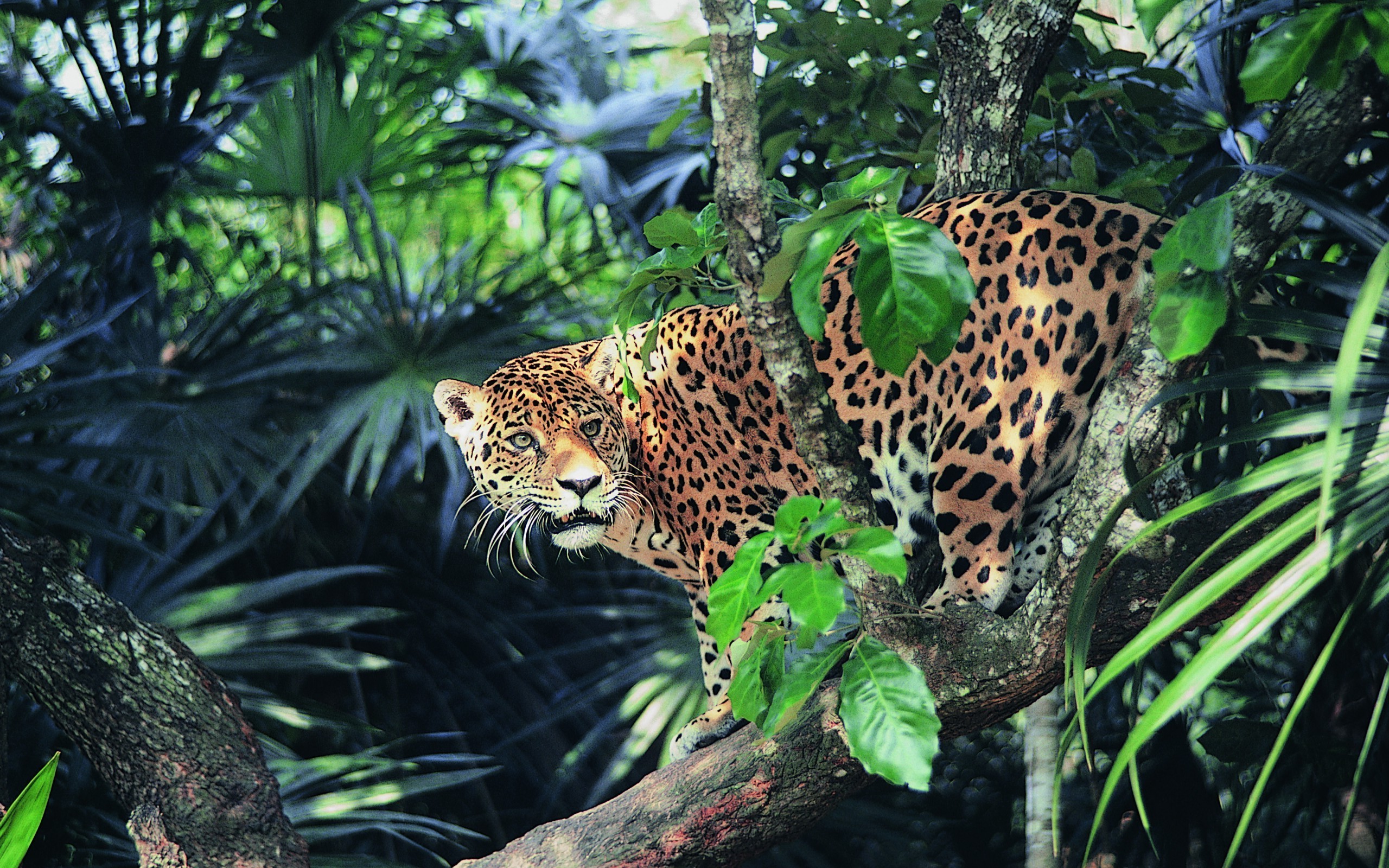 Jaguar perched on a tree branch in a jungle HD Wallpaper