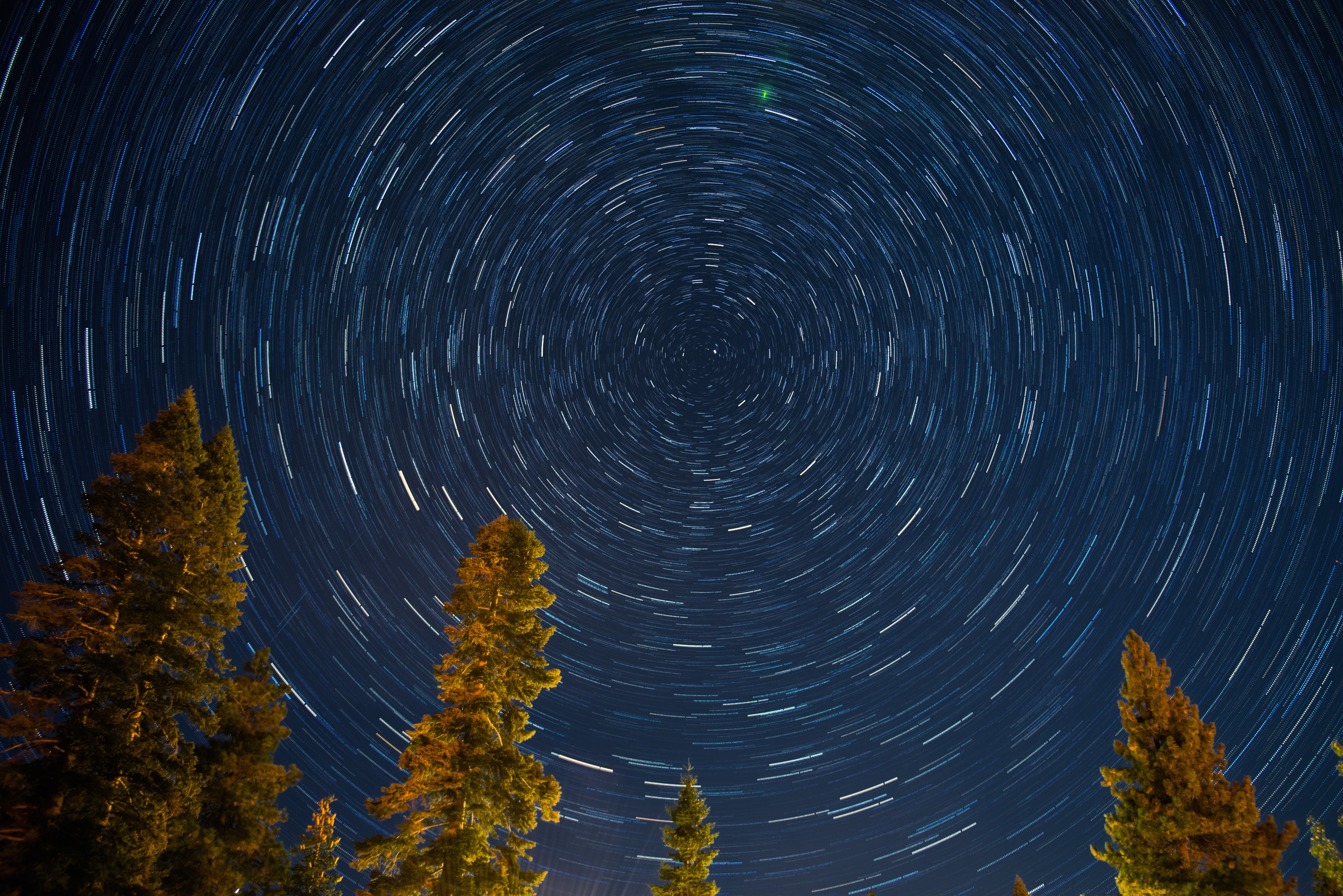 Star trails over trees at night HD Wallpaper
