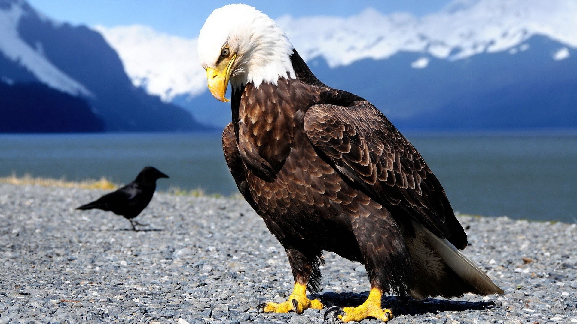 Bald Eagle and Crow by a Lake with Mountains HD Wallpaper