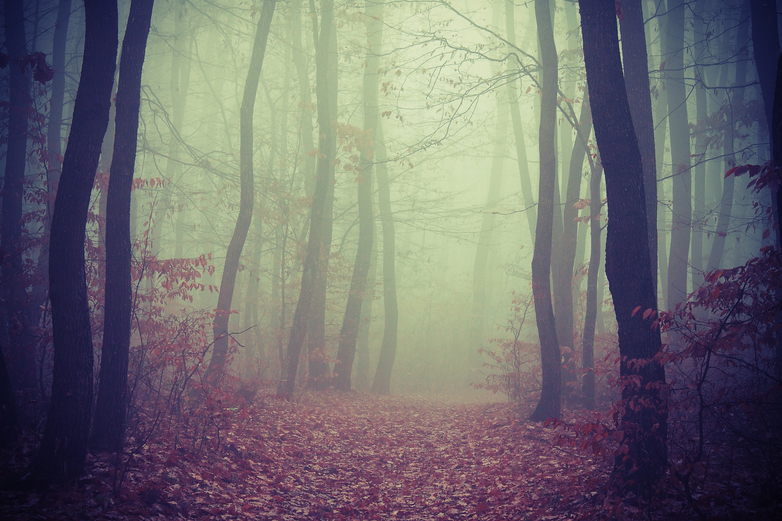 Misty forest path with fallen leaves HD Wallpaper