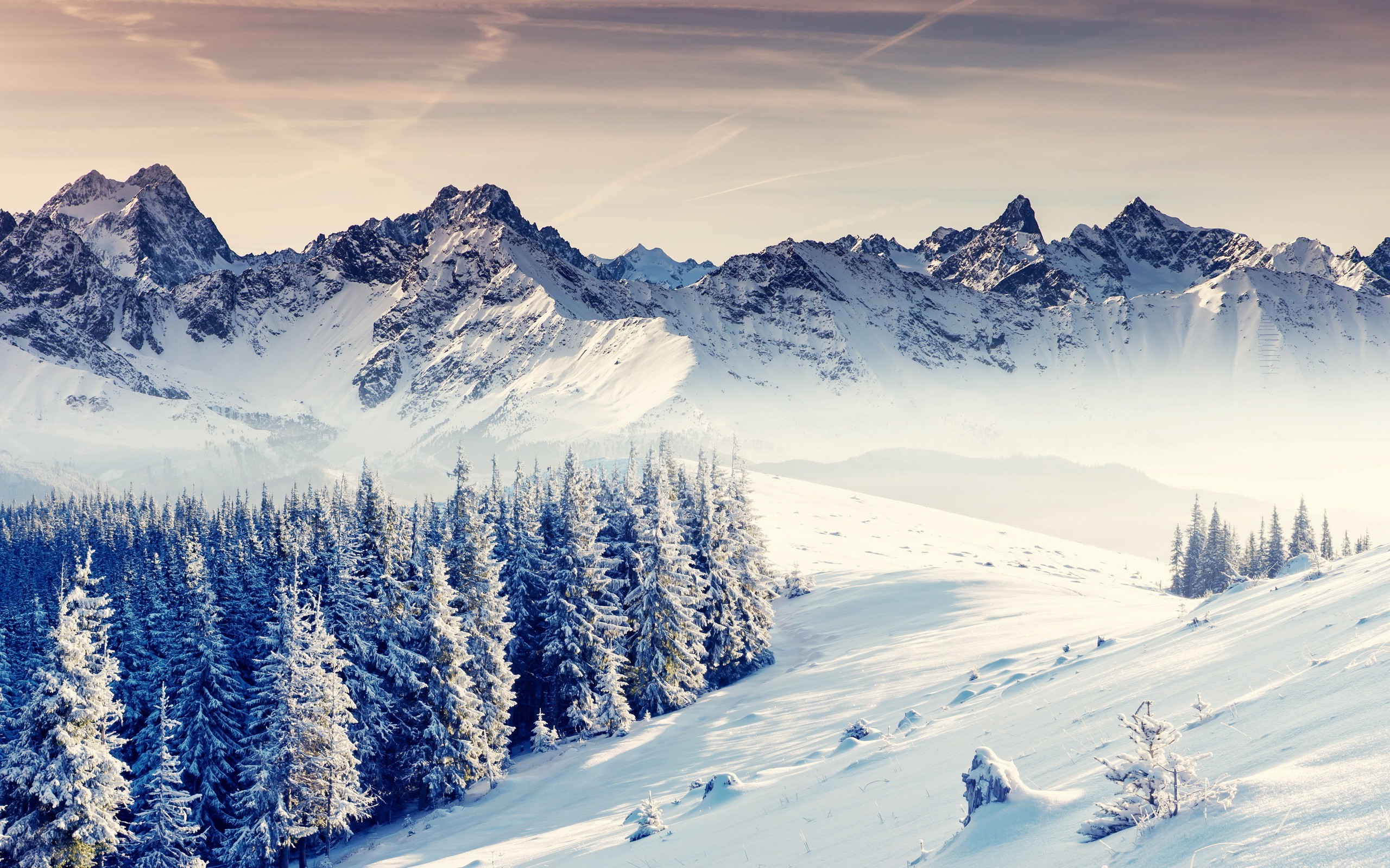 Snowy mountain range with pine forest in winter HD Wallpaper