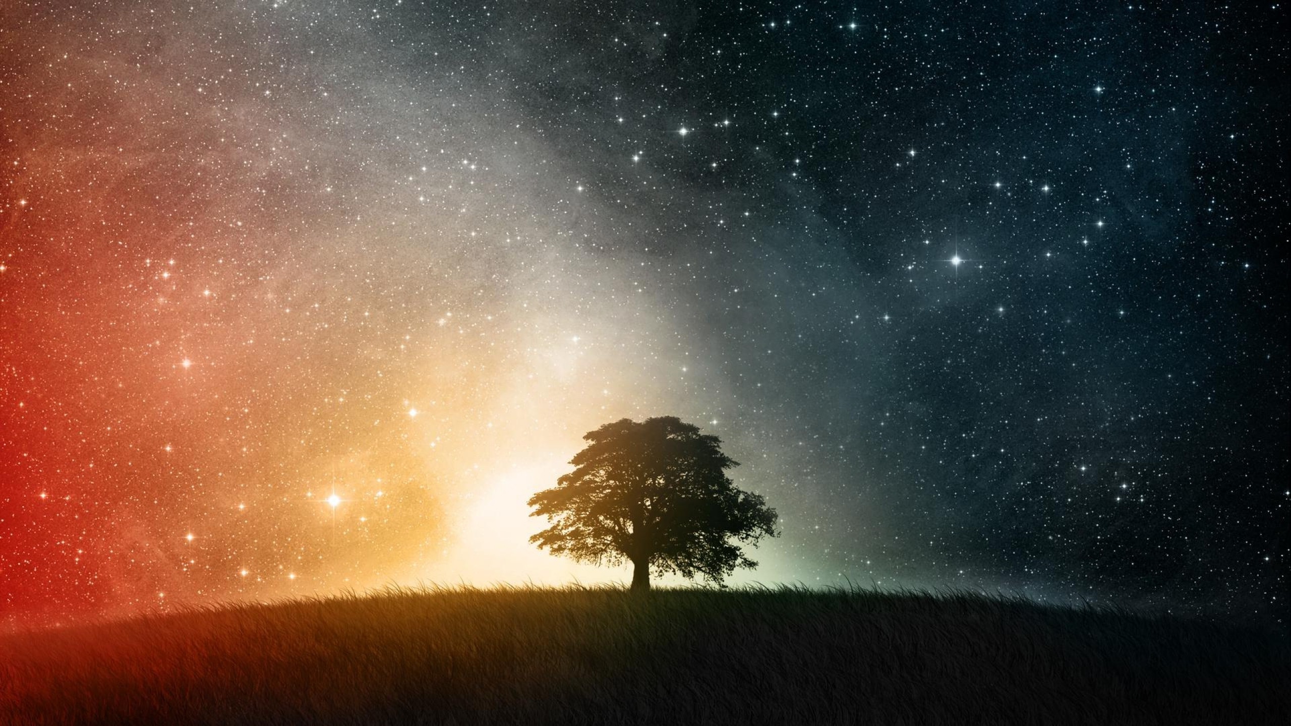 Silhouette of a tree against a colorful starry sky HD Wallpaper