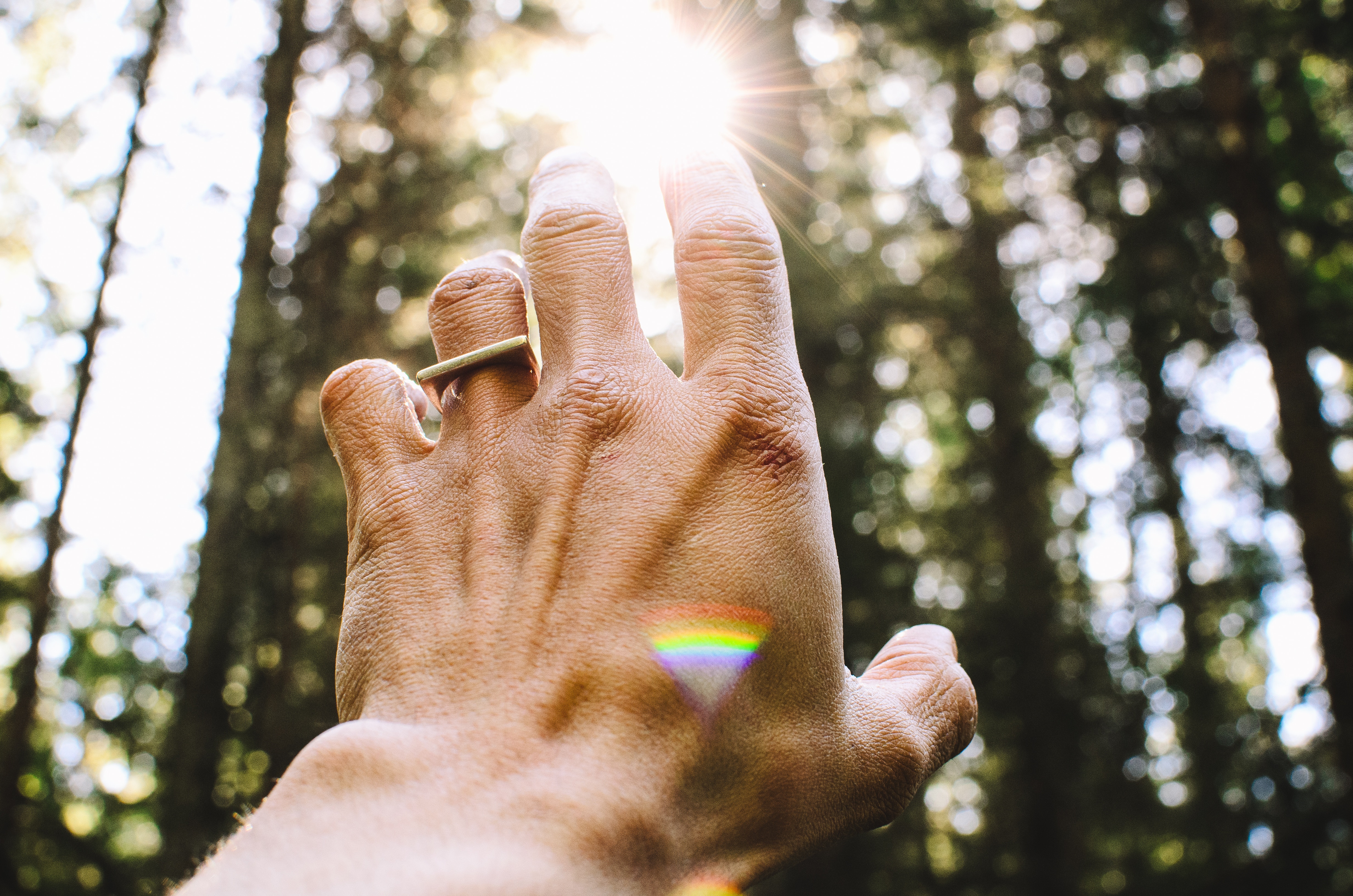 Hand reaching for sunlight in a forest HD Wallpaper