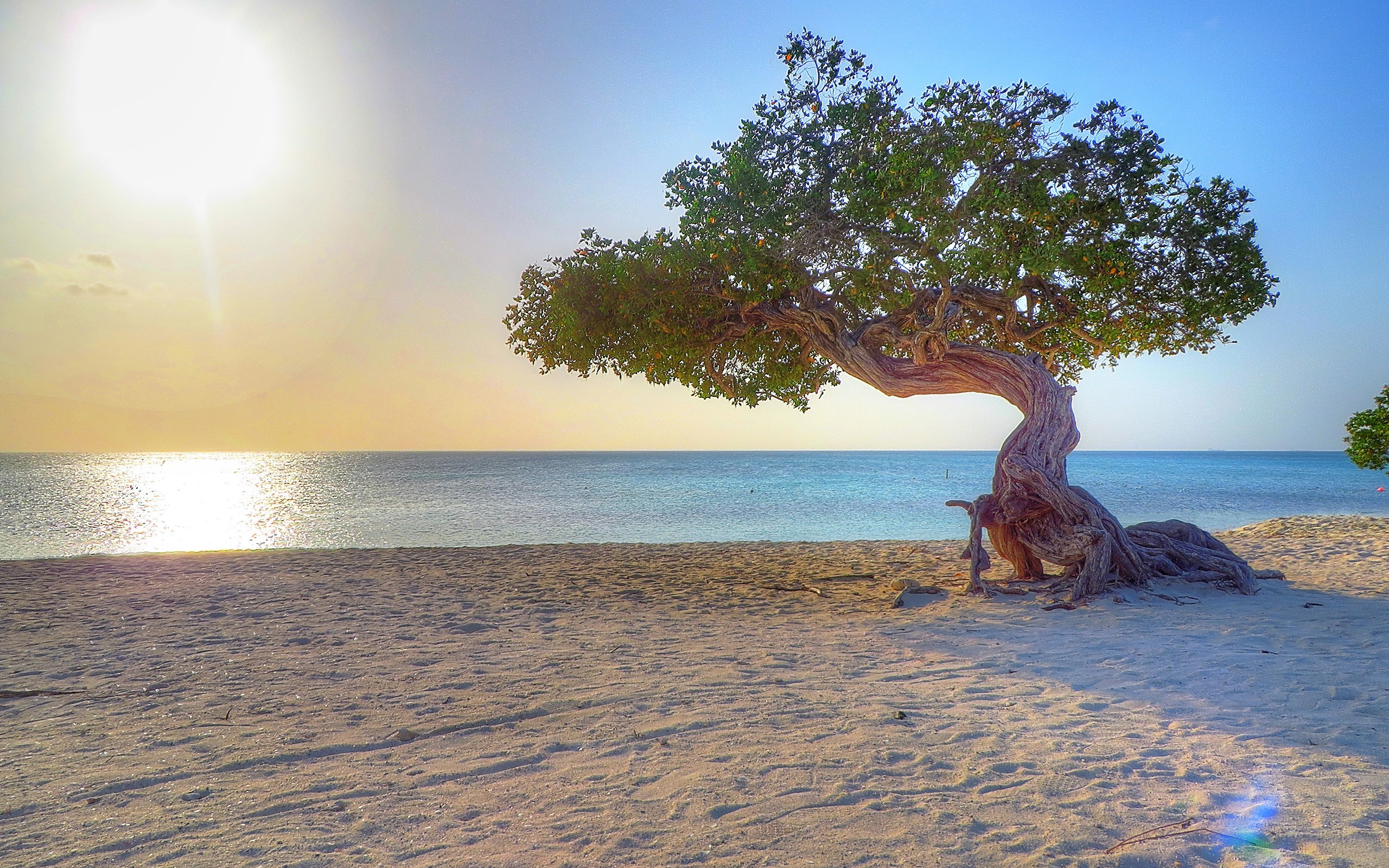Solitary Divi Divi Tree on Aruba Beach at Sunset HD Wallpaper
